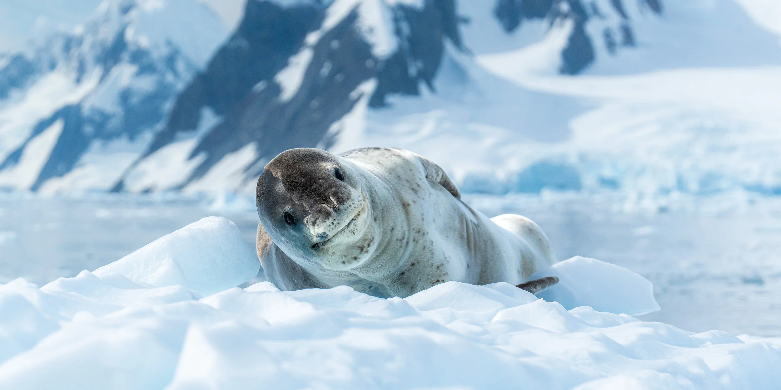 A baby seal lying on snow with snow-covered mountains and icy landscape in the background.