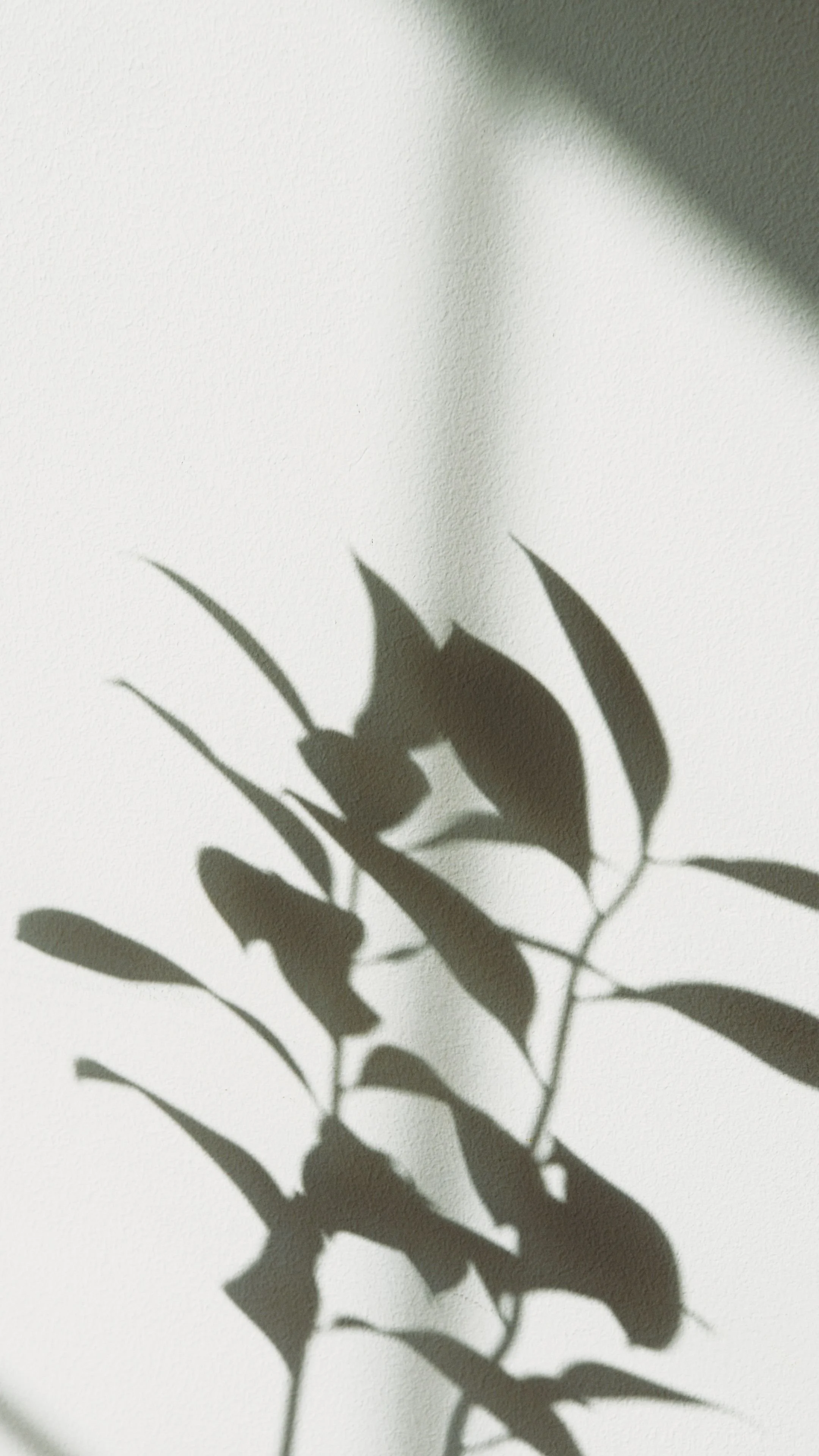 Shadow of a plant with leaves and thorns cast on a white wall, creating a silhouette effect.