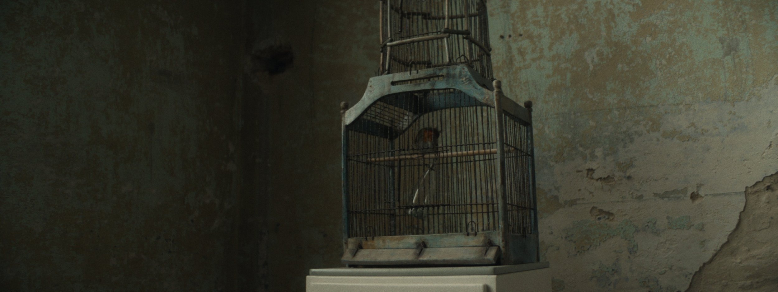An old, large birdcage with a bird inside, placed against a weathered, peeling wall.