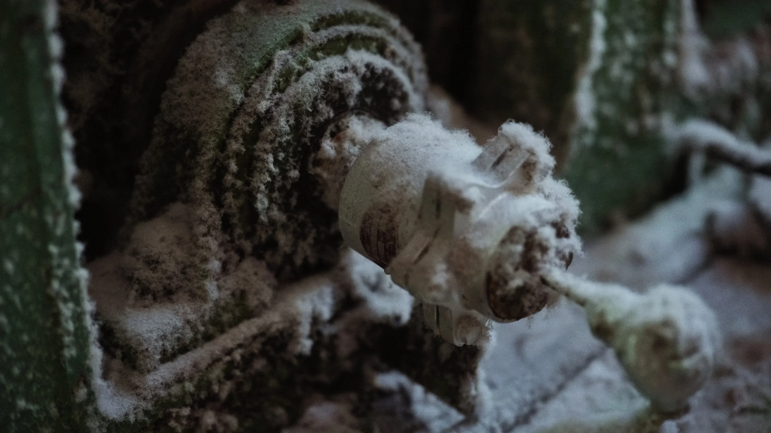 Close-up of a snow-covered tree log with a small mushroom growing on it, also dusted with snow.