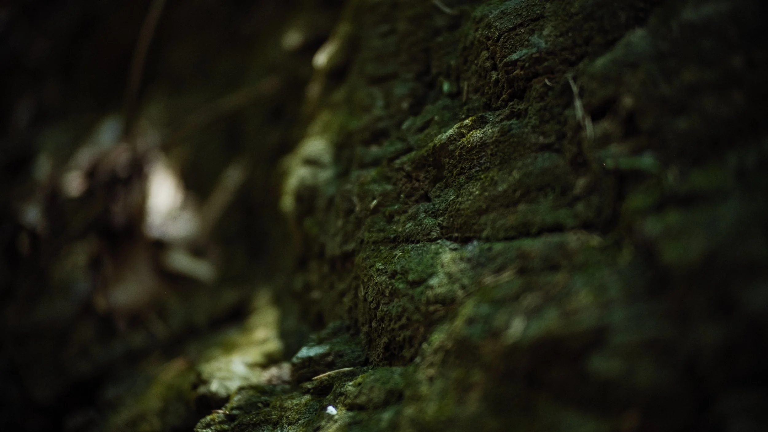 Close-up of a moss-covered tree trunk in a dark forest scene.