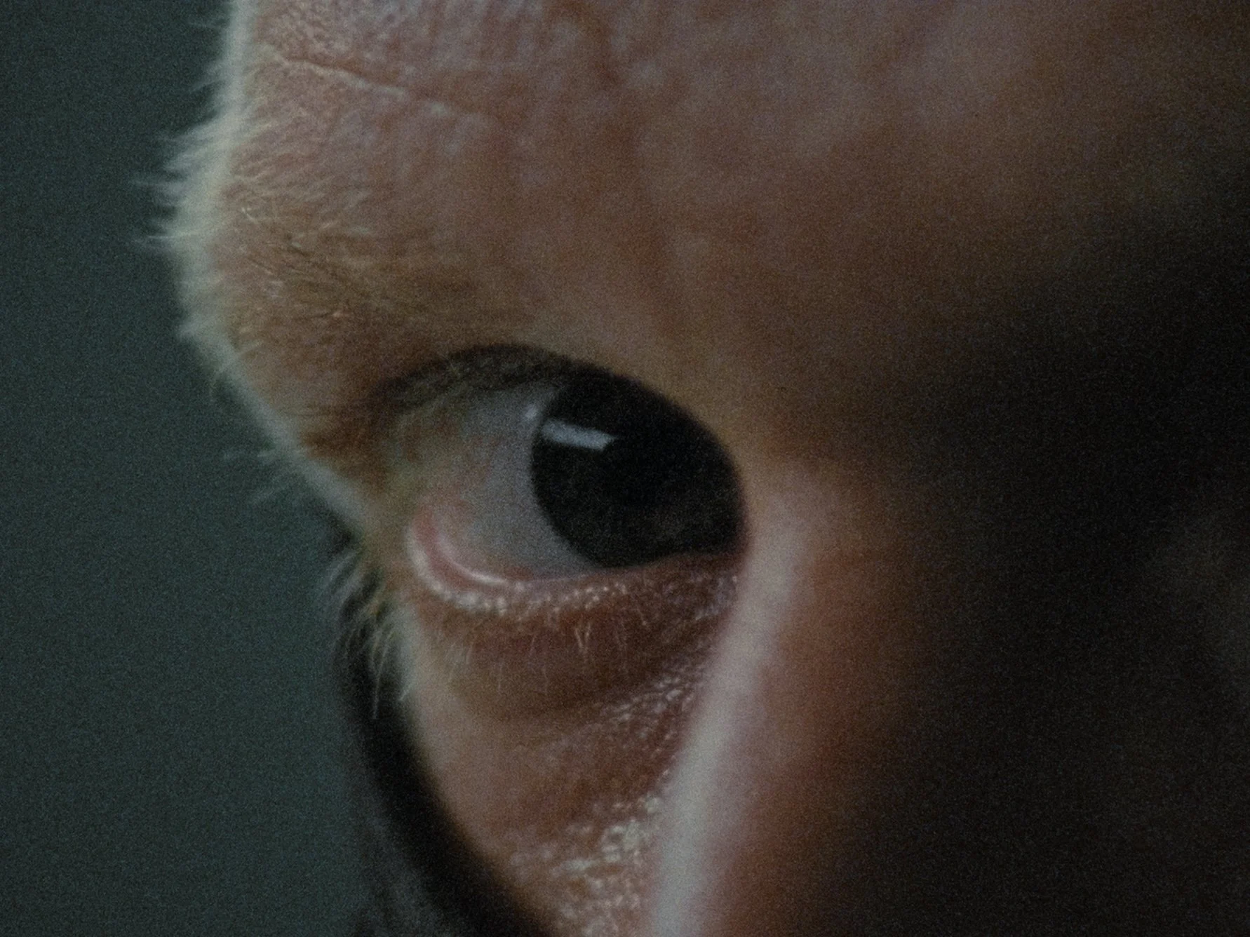 Close-up photo of a small animal's face, showing part of its pink skin, a black eye, and a tiny ear.