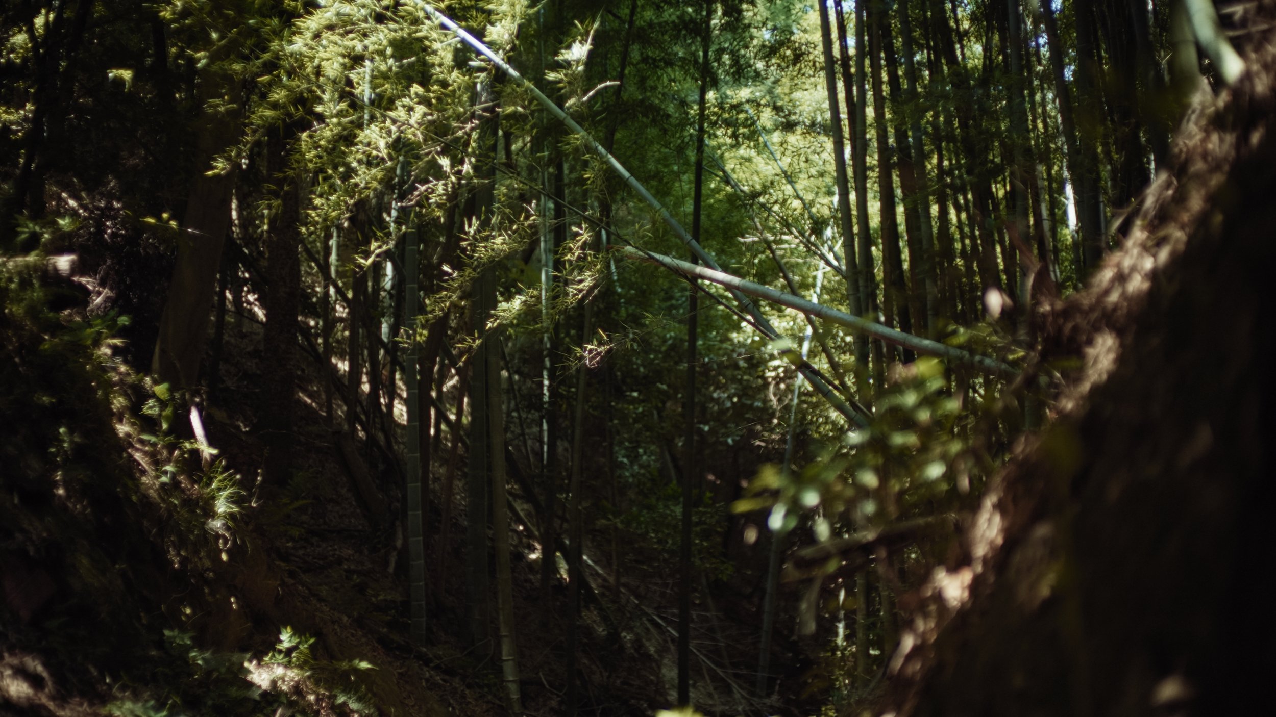 Dense forest scene with tall trees, green foliage, and sunlight filtering through the leaves.
