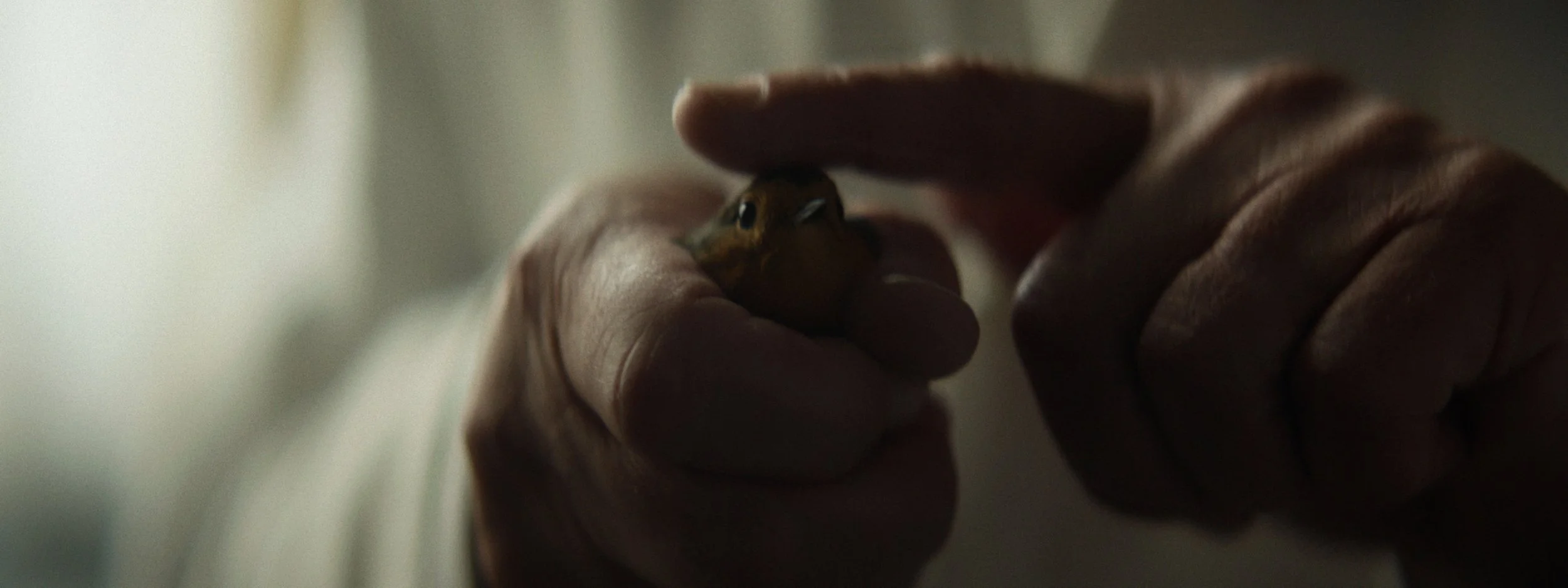 Close-up of a person's hands gently holding a small duckling.