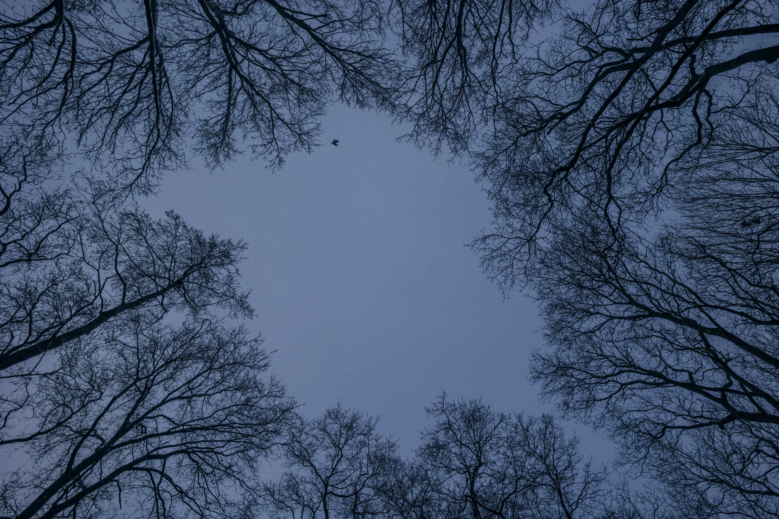 View of bare tree branches against a gray evening sky with a single bird flying overhead.