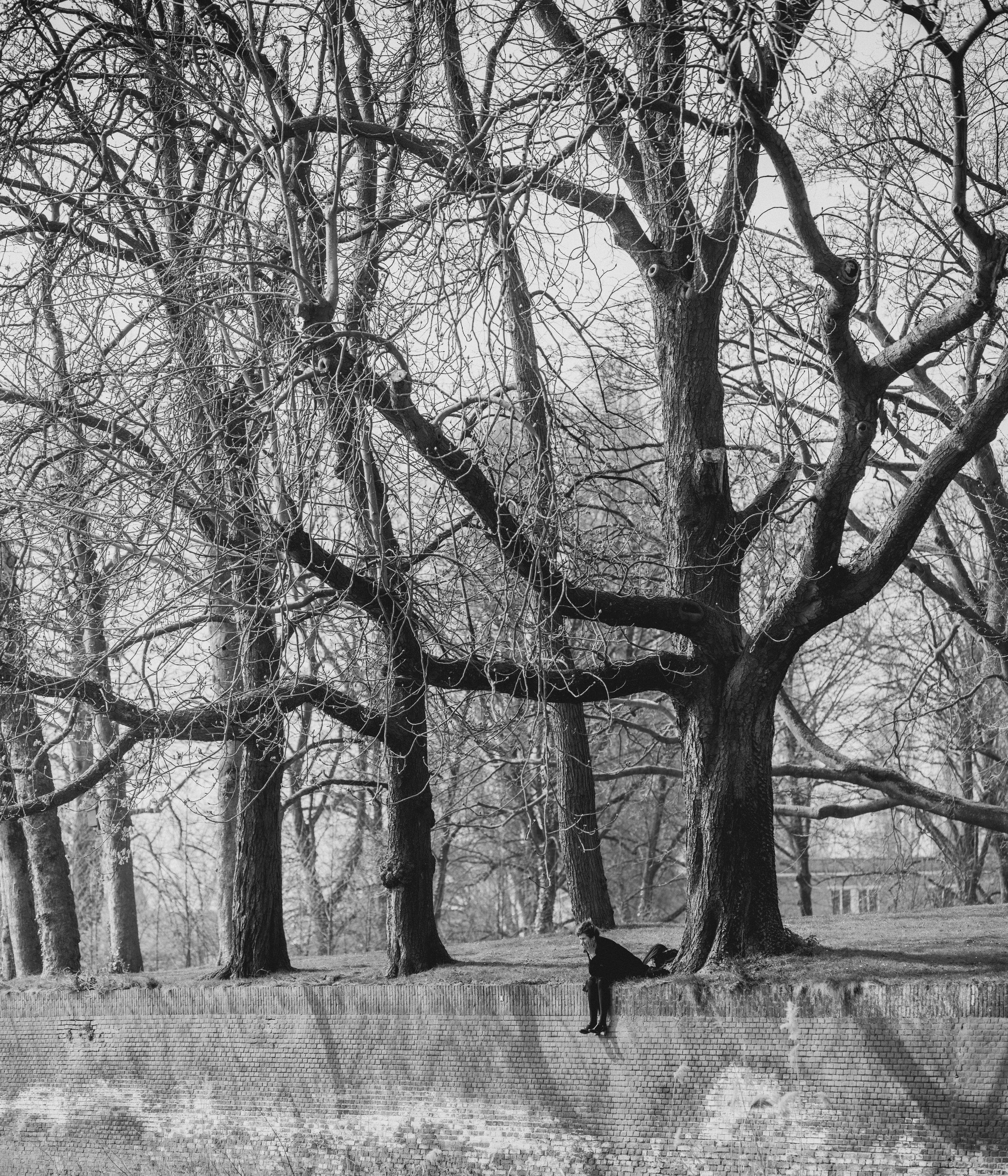 A black and white photograph of a park with large, leafless trees and a man sitting on a brick wall, gazing downward. The trees stretch across the entire upper portion of the image, with their branches creating a complex network against the sky.