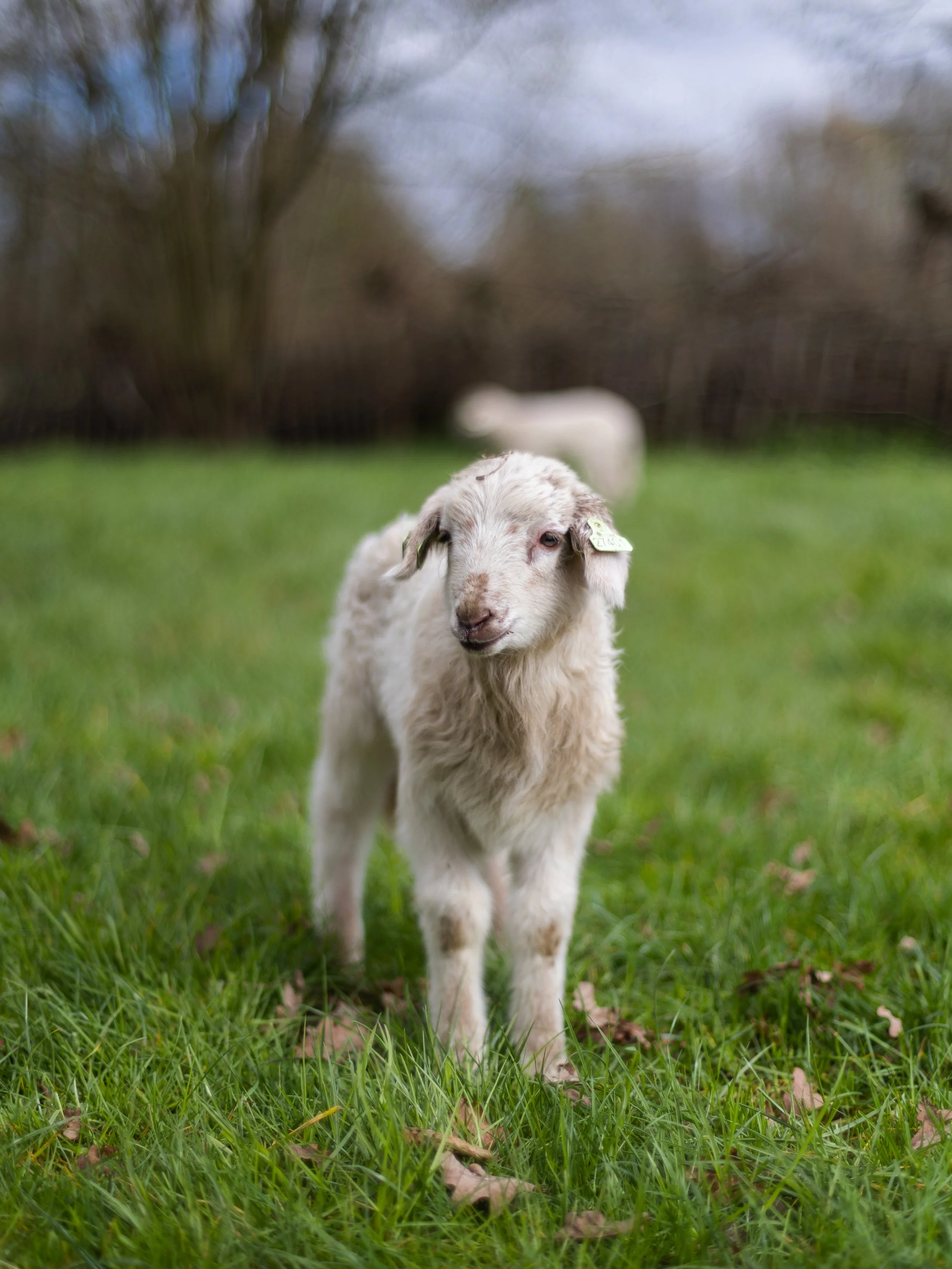A young goat standing on a grassy field with a blurred background of trees and a cloudy sky.