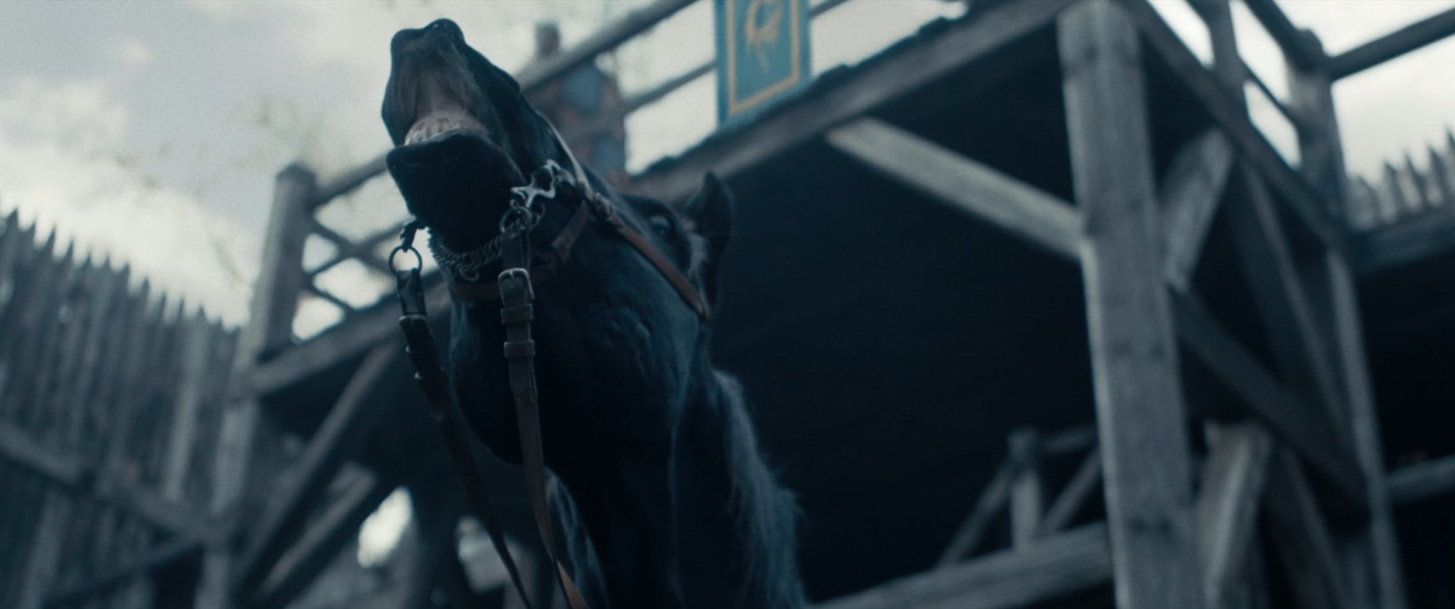 Close-up of a black horse with a bridle, standing beneath a wooden structure during daytime.