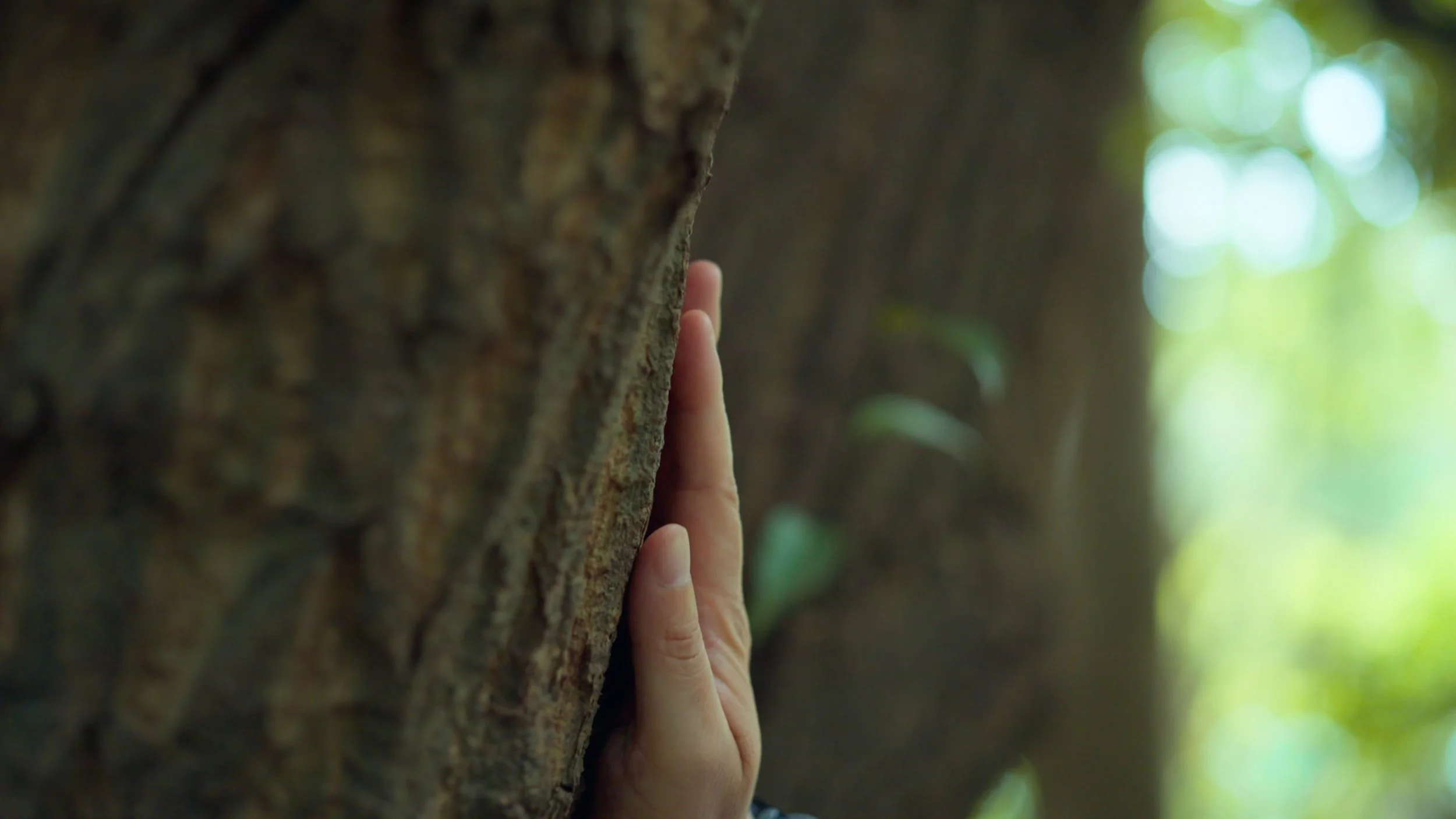 A close-up of a person's hand touching the rough bark of a tree trunk in a forest, with sunlight filtering through the leaves in the background.