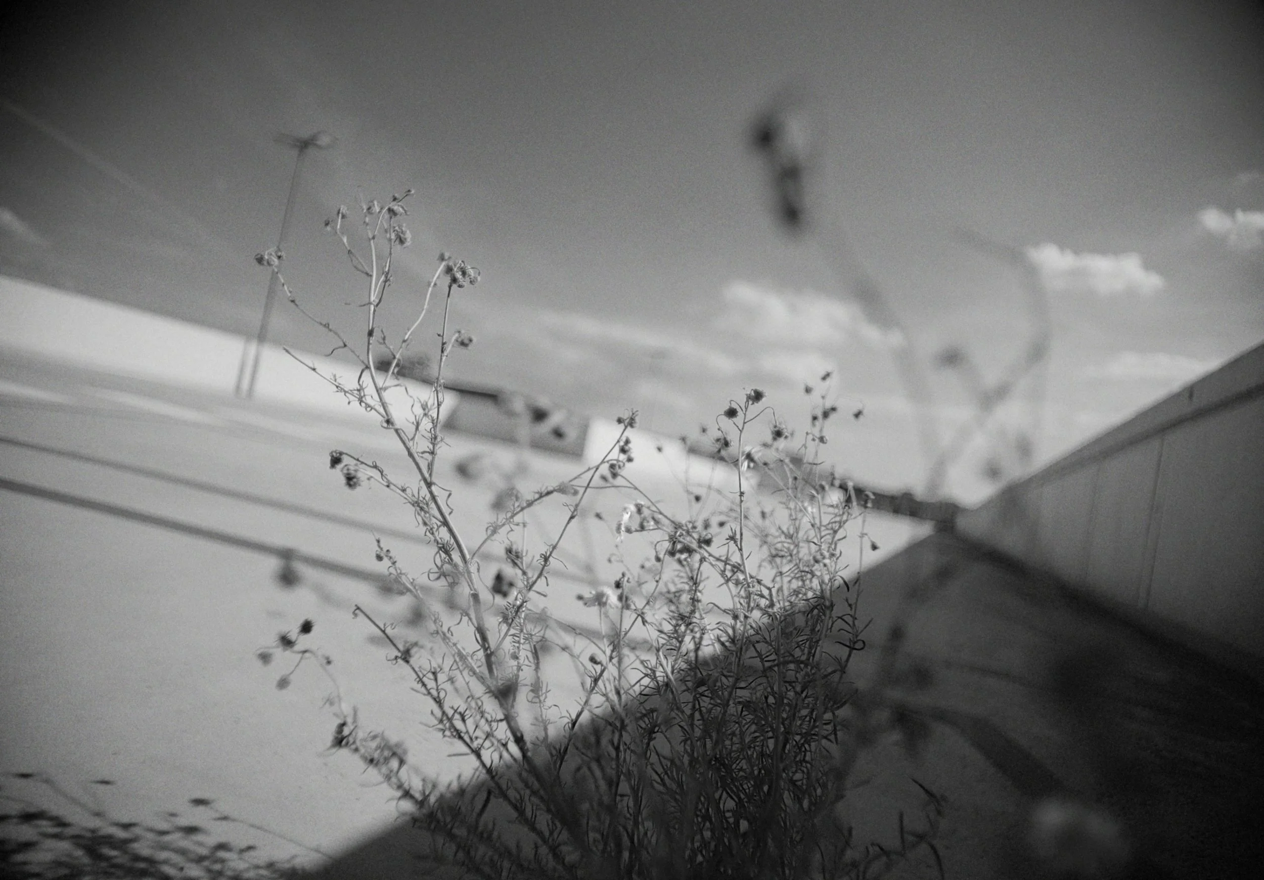 Black and white photo of dried plants with small flowers or seed pods, seen from below against a cloudy sky.