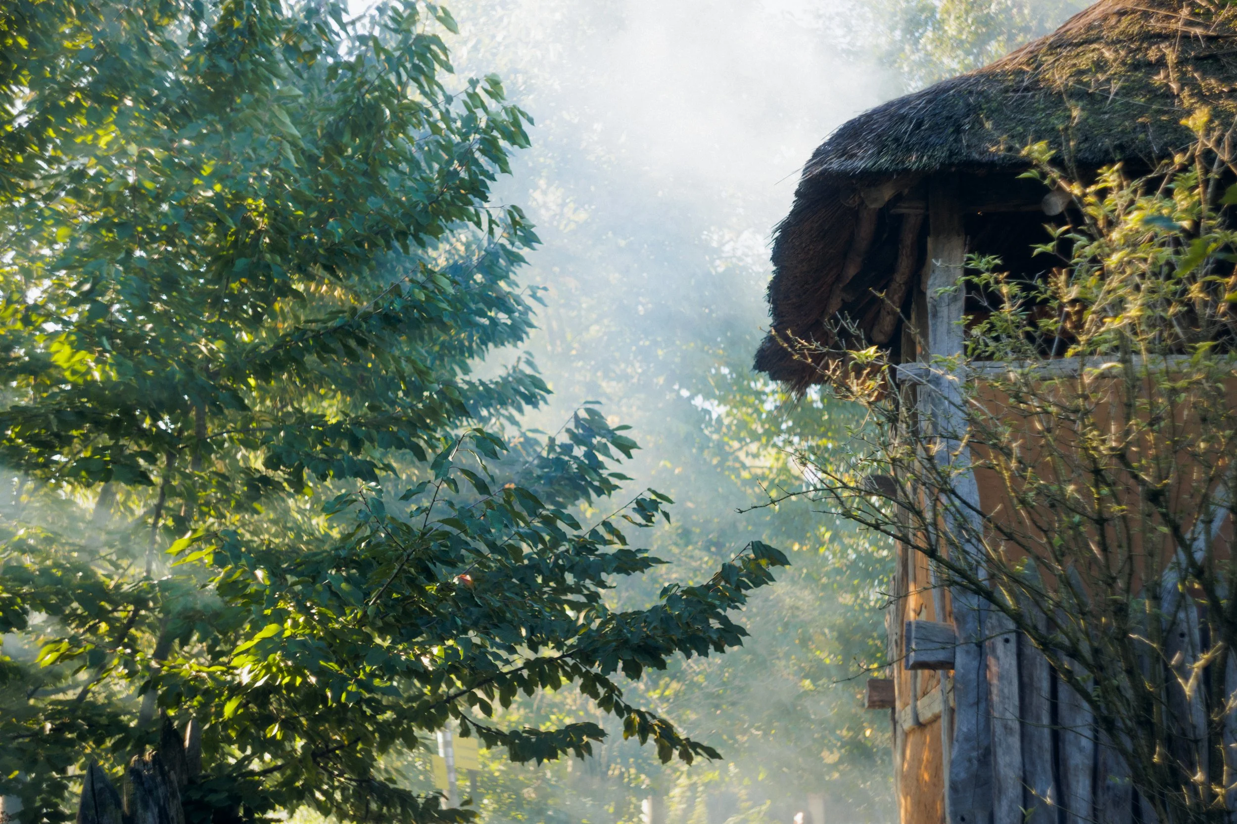 A rustic wooden cabin with a thatched roof surrounded by green trees and foliage, with sunlight filtering through the leaves and a peaceful natural setting.