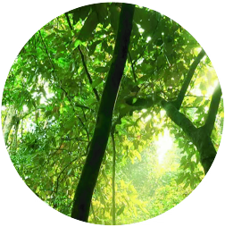 View of green tree leaves and branches in sunlight