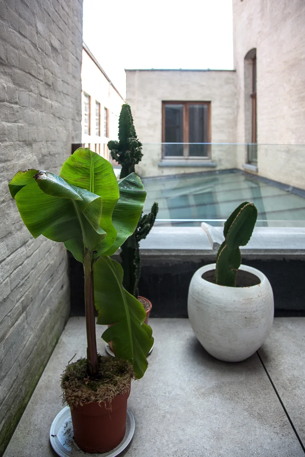 Two potted plants on a balcony with brick walls, a glass railing, and a view of buildings with large windows in the background.