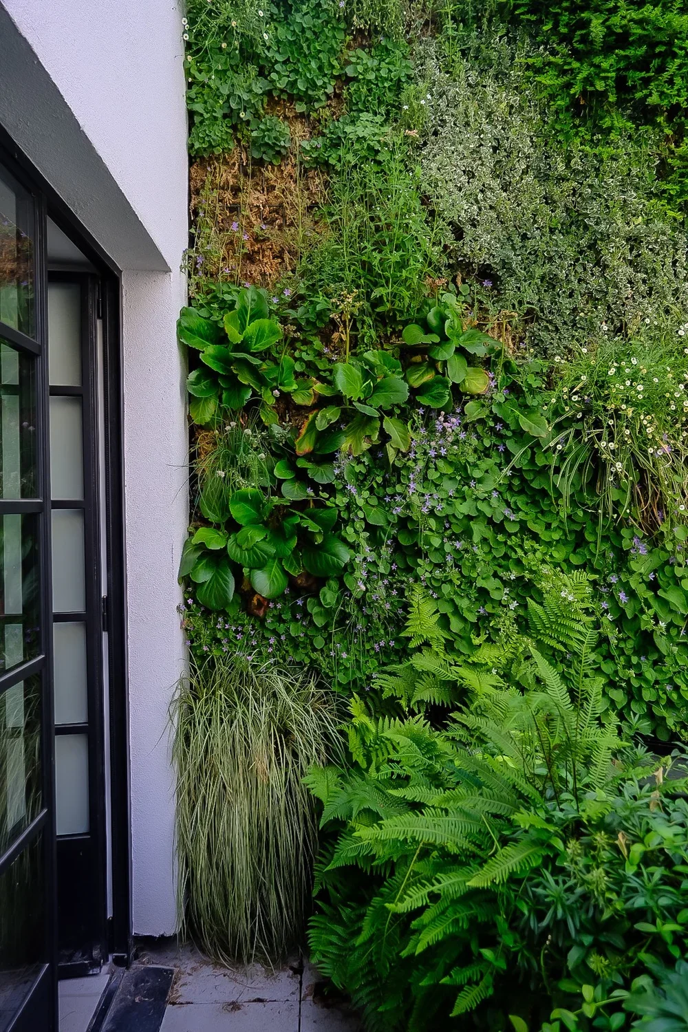 Vertical lush green garden wall integrated into modern residential facade architecture next to a black door frame, by Tom Naeyaert Architecture.