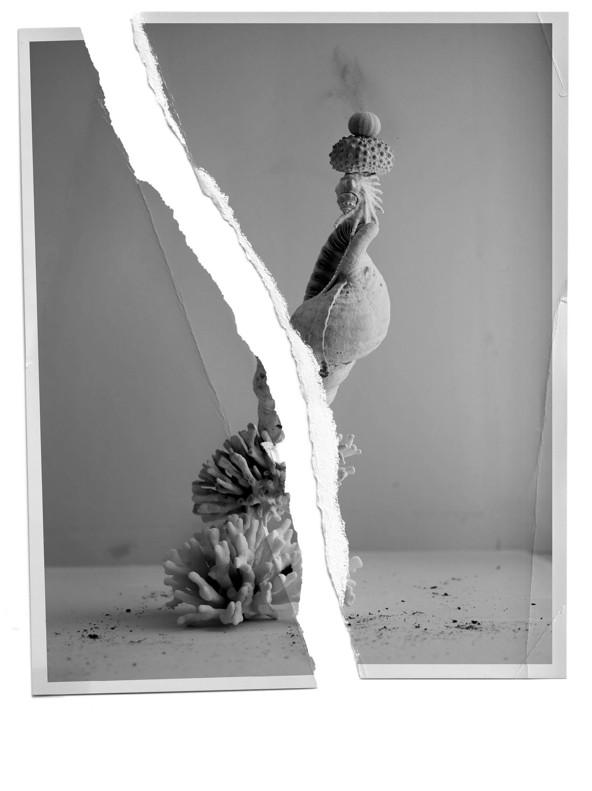 A black and white collage featuring a tree trunk on the left, a coral-like plant at the bottom, and a stack of objects including a textured ball, a spongy sphere, and a conch shell in the middle on a beach setting with sand and minimal background.