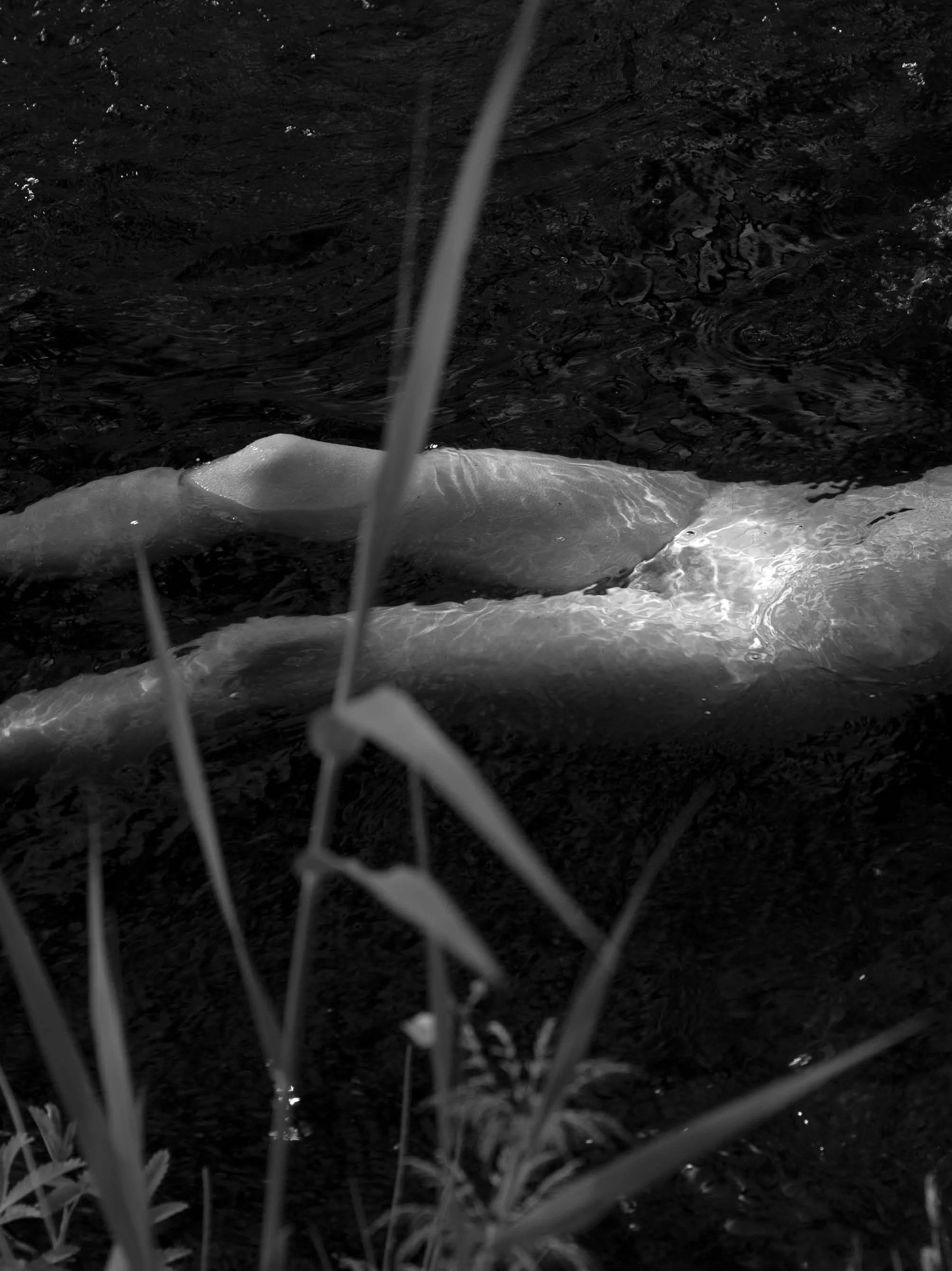 Black and white photo of a whale swimming in the ocean, viewed through a wire fence in the foreground.