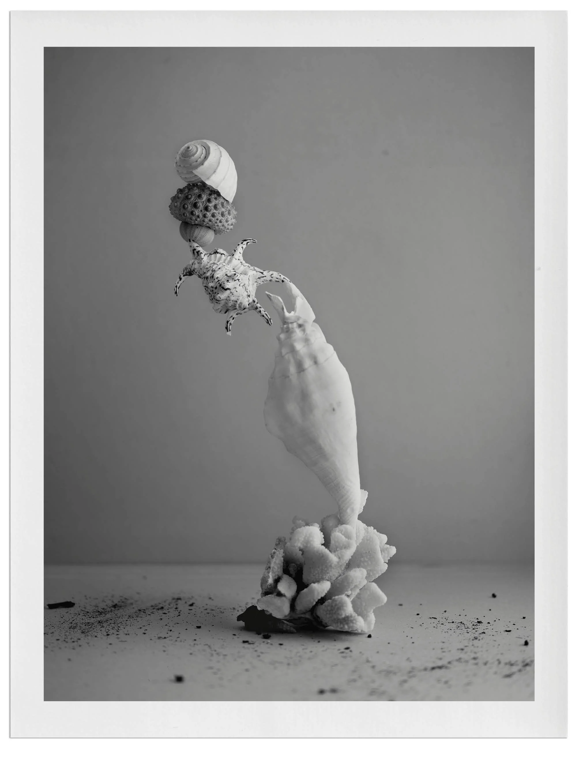 Black and white photograph of a seashell balanced on top of a small, icy, plant-like structure with a cloudy sky background.