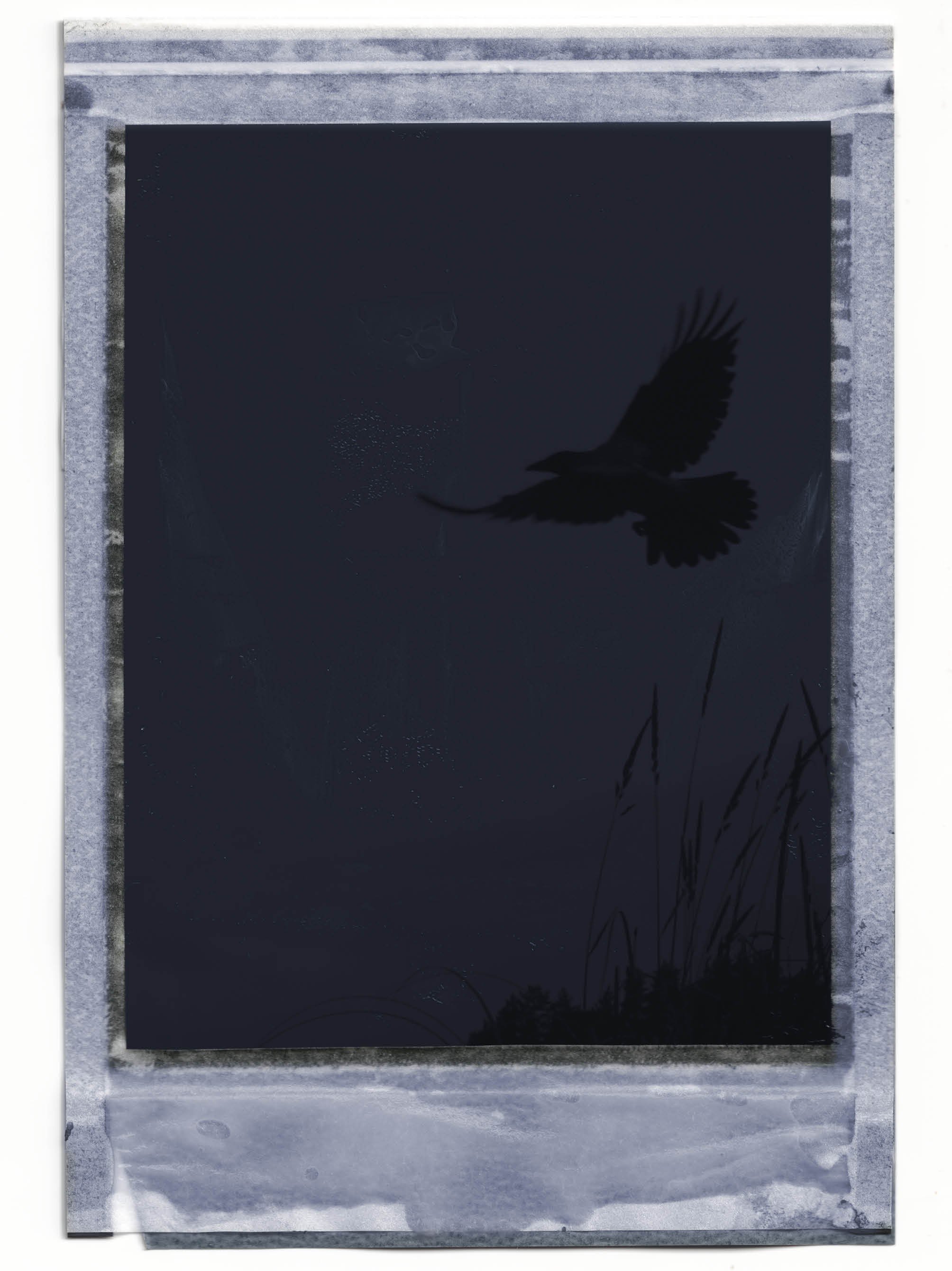 A black silhouette of a bird flying in the sky during sunset or sunrise, reflected on a dark water surface, with some reeds or grass in the foreground.