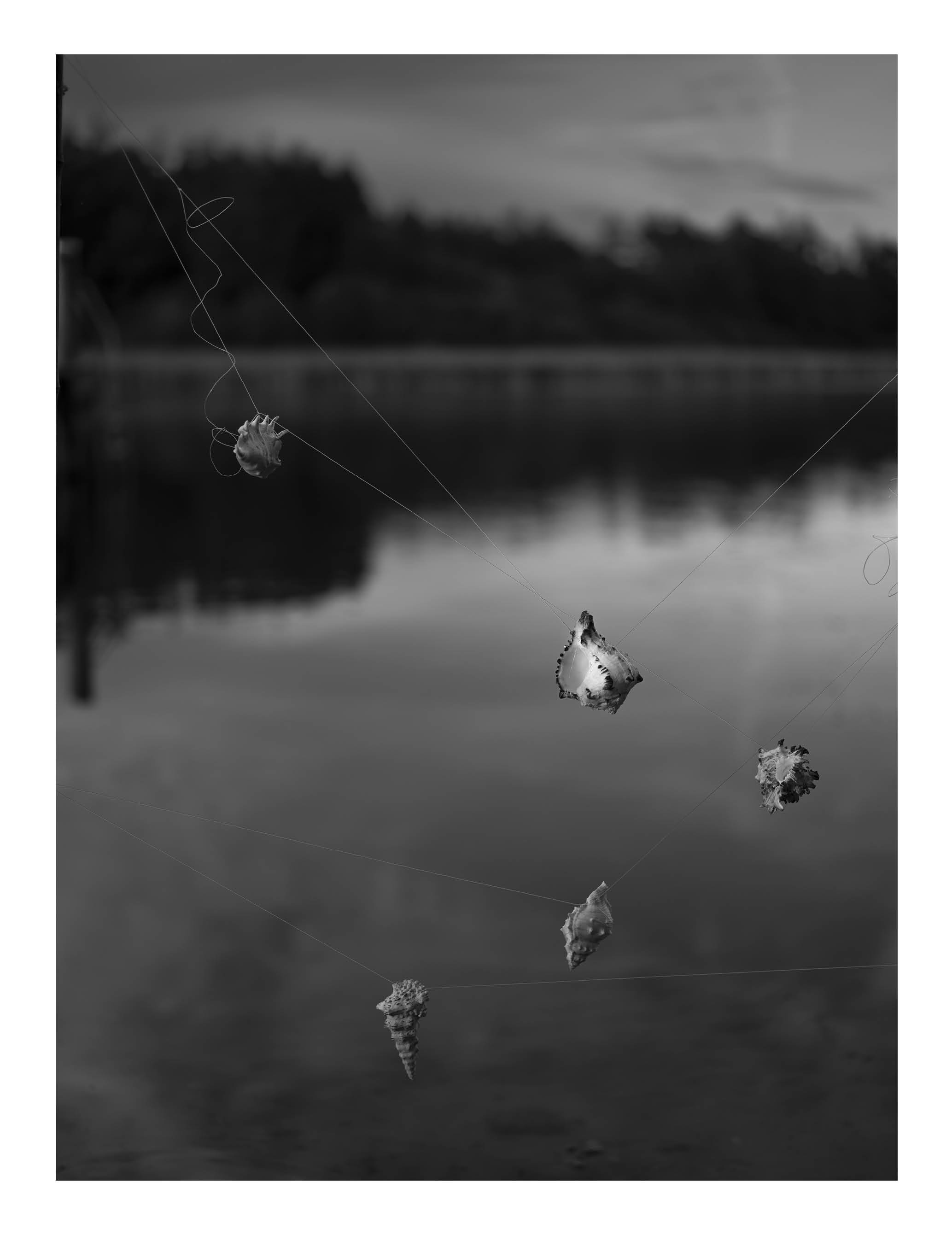 Black and white photograph of shells caught in a spider web, with a blurred natural background of trees and water.