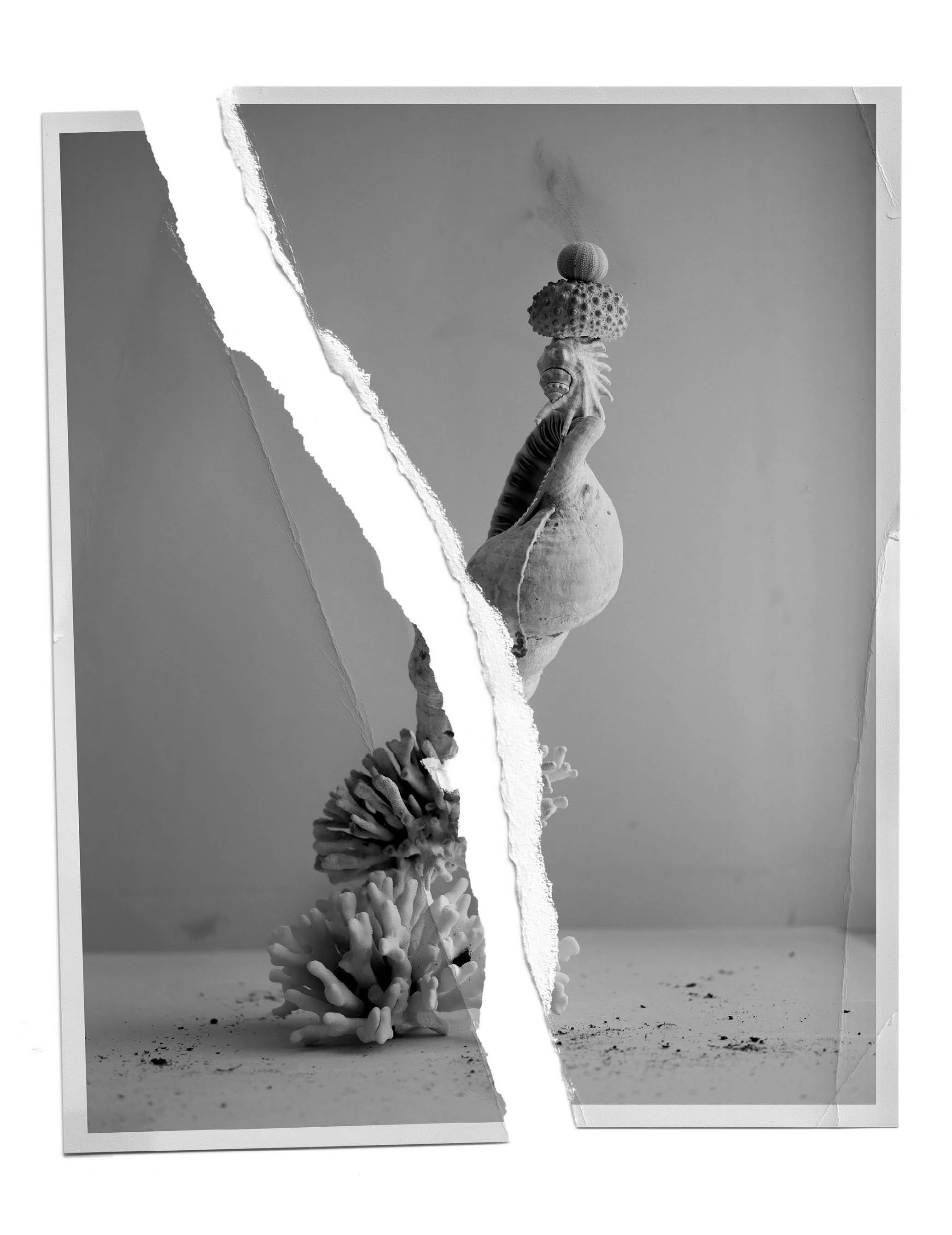 Mixed media artwork featuring a torn photograph of a desert scene with plant growth in black and white. The torn edges create a layered effect.