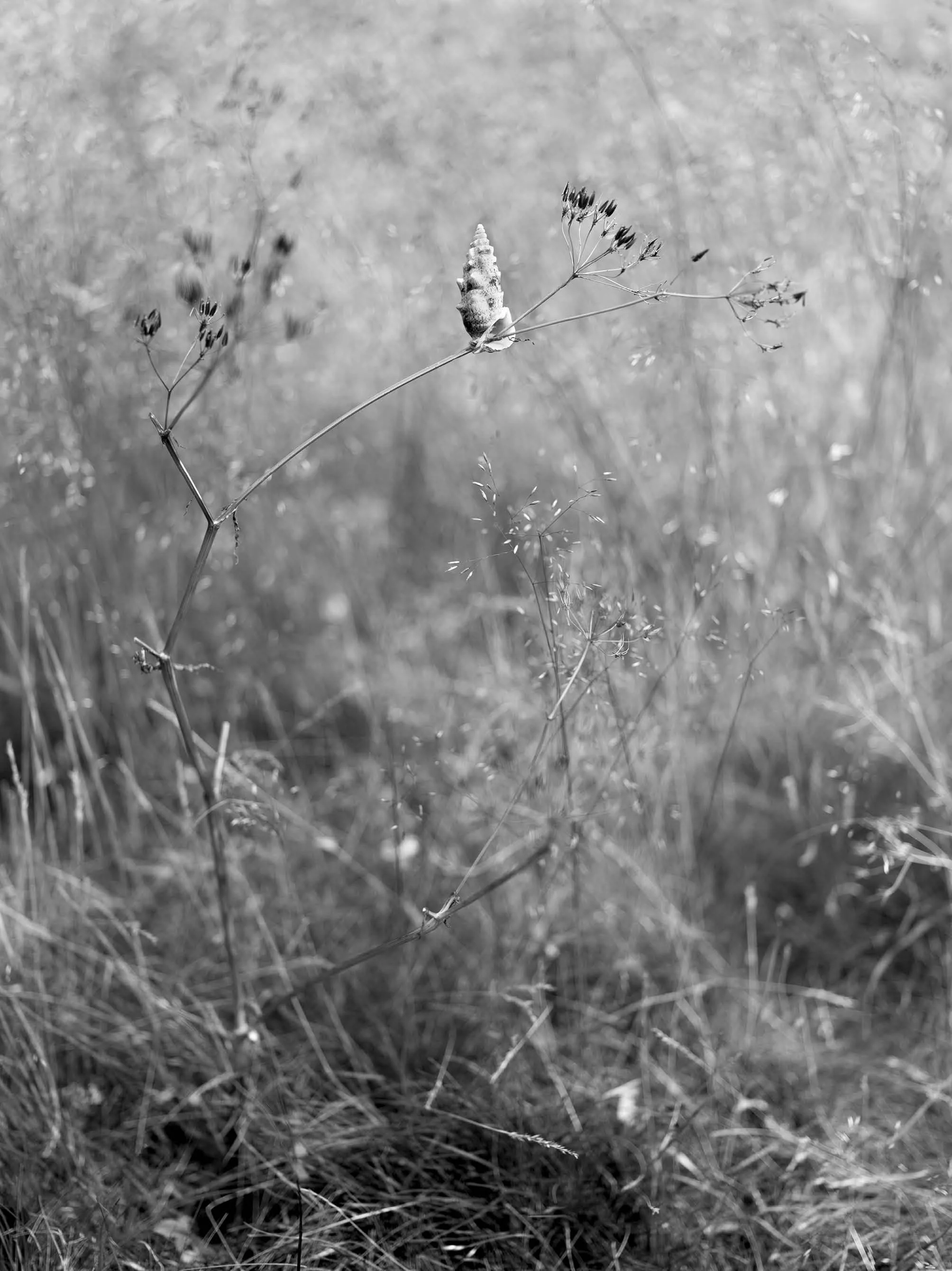 Black and white photograph of a branch with a conch shell attached, surrounded by grasses and small plants in a natural outdoor setting.