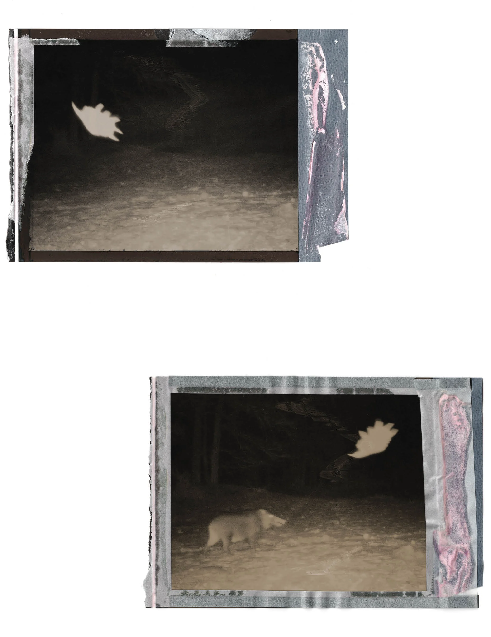 Black and white photograph of a dog standing with a cat near the entrance of a dark room or garage.