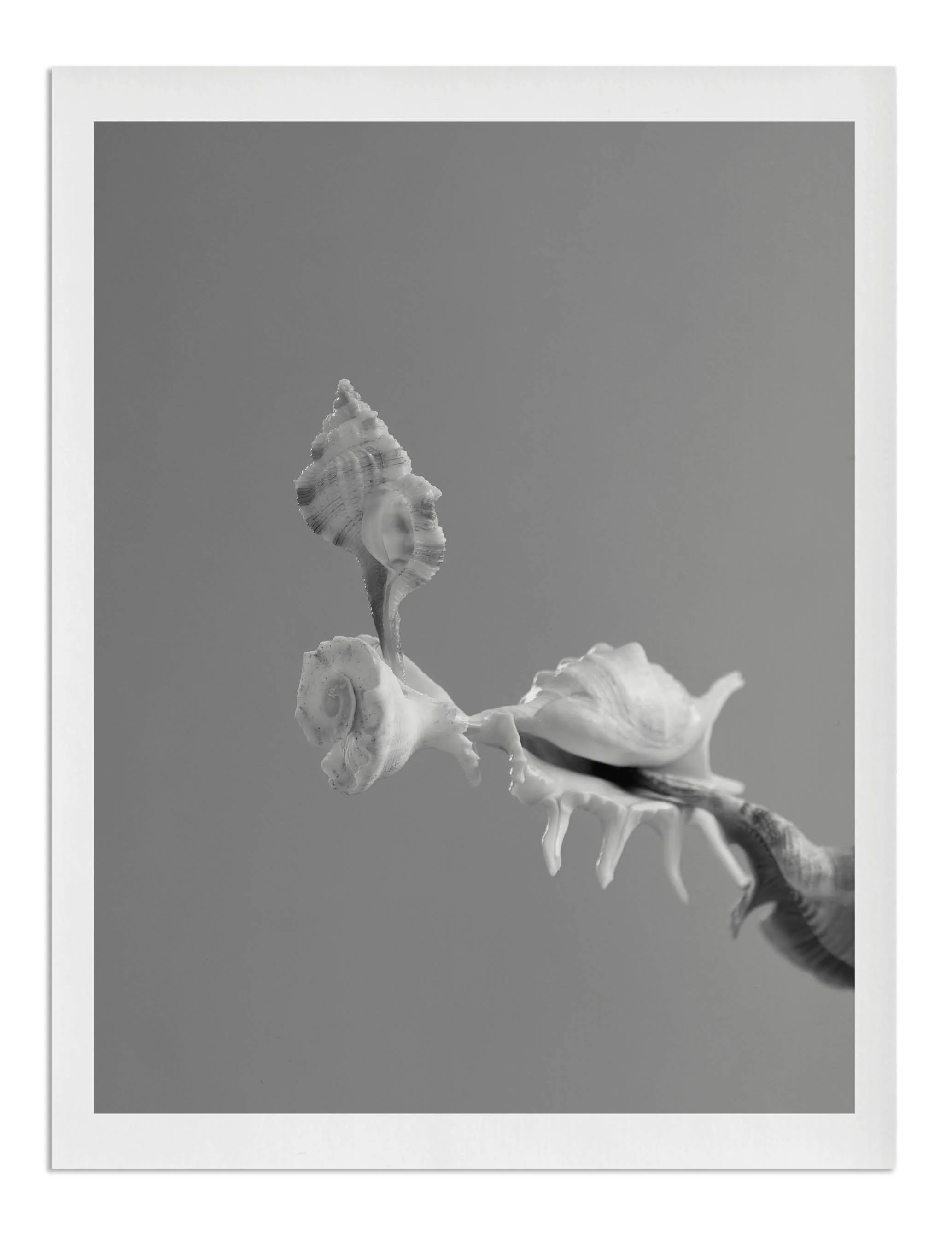 Close-up of a seashell on a branch against a gray sky, framed by a white border.