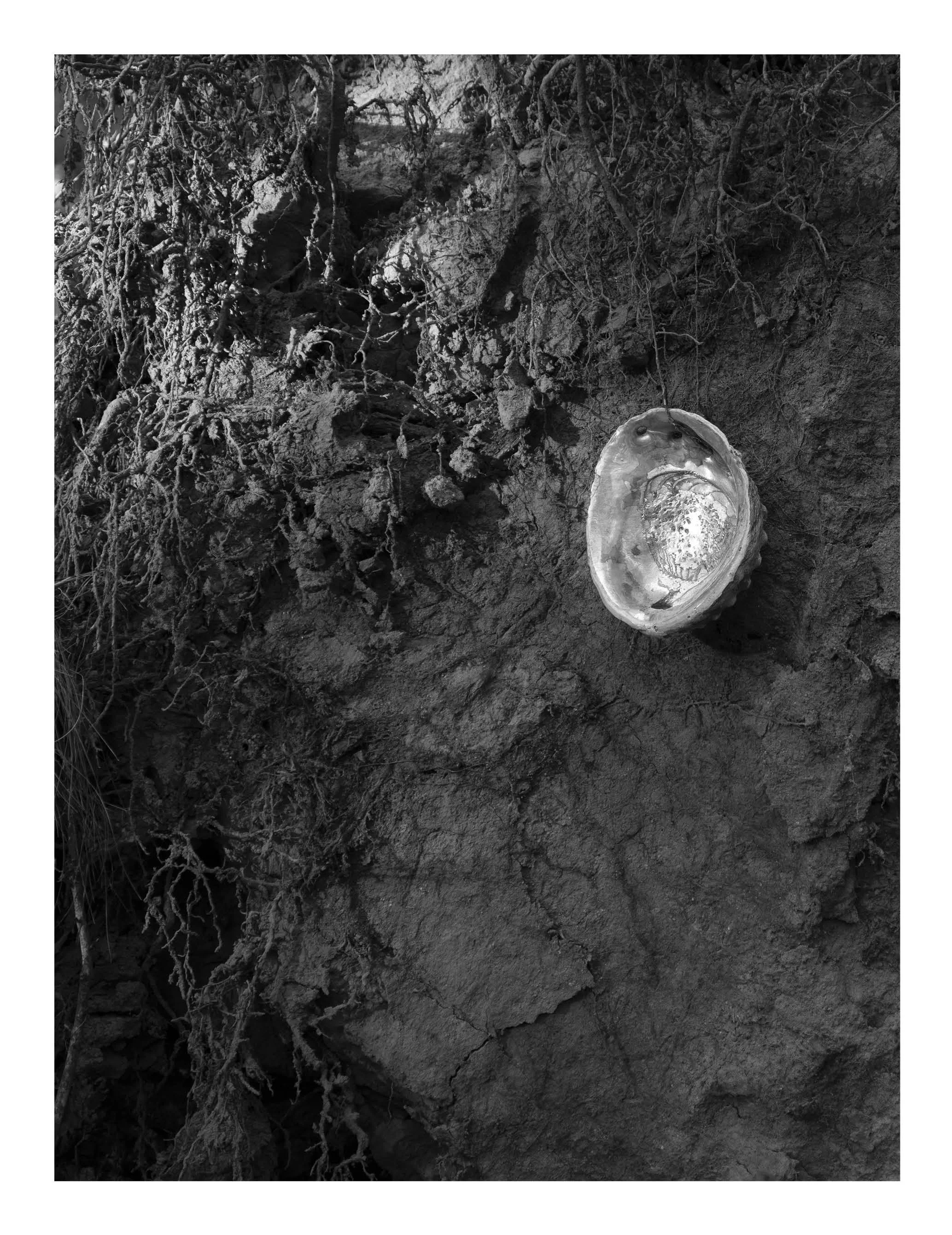 Close-up of a fallen tree with exposed roots and a large shell with a cavity on the ground.