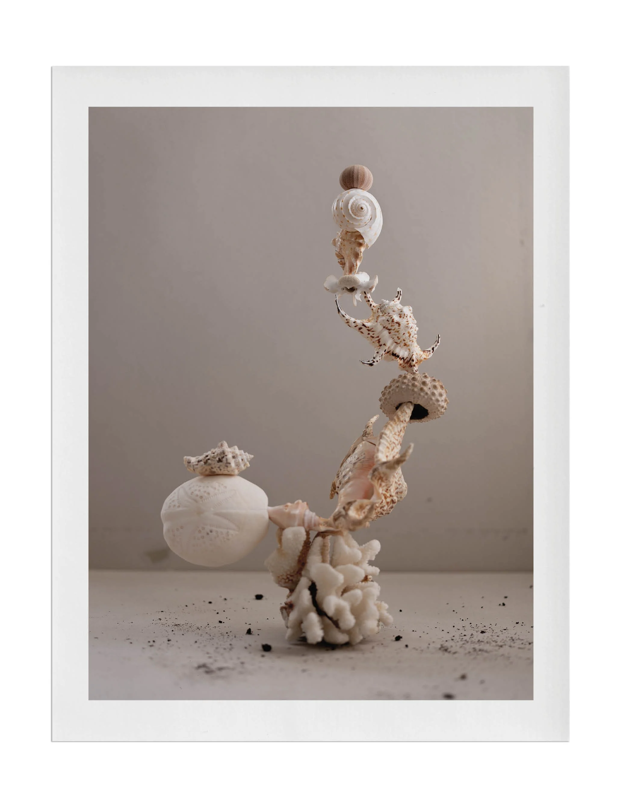 An arrangement of seashells and coral stacked vertically against a neutral background.