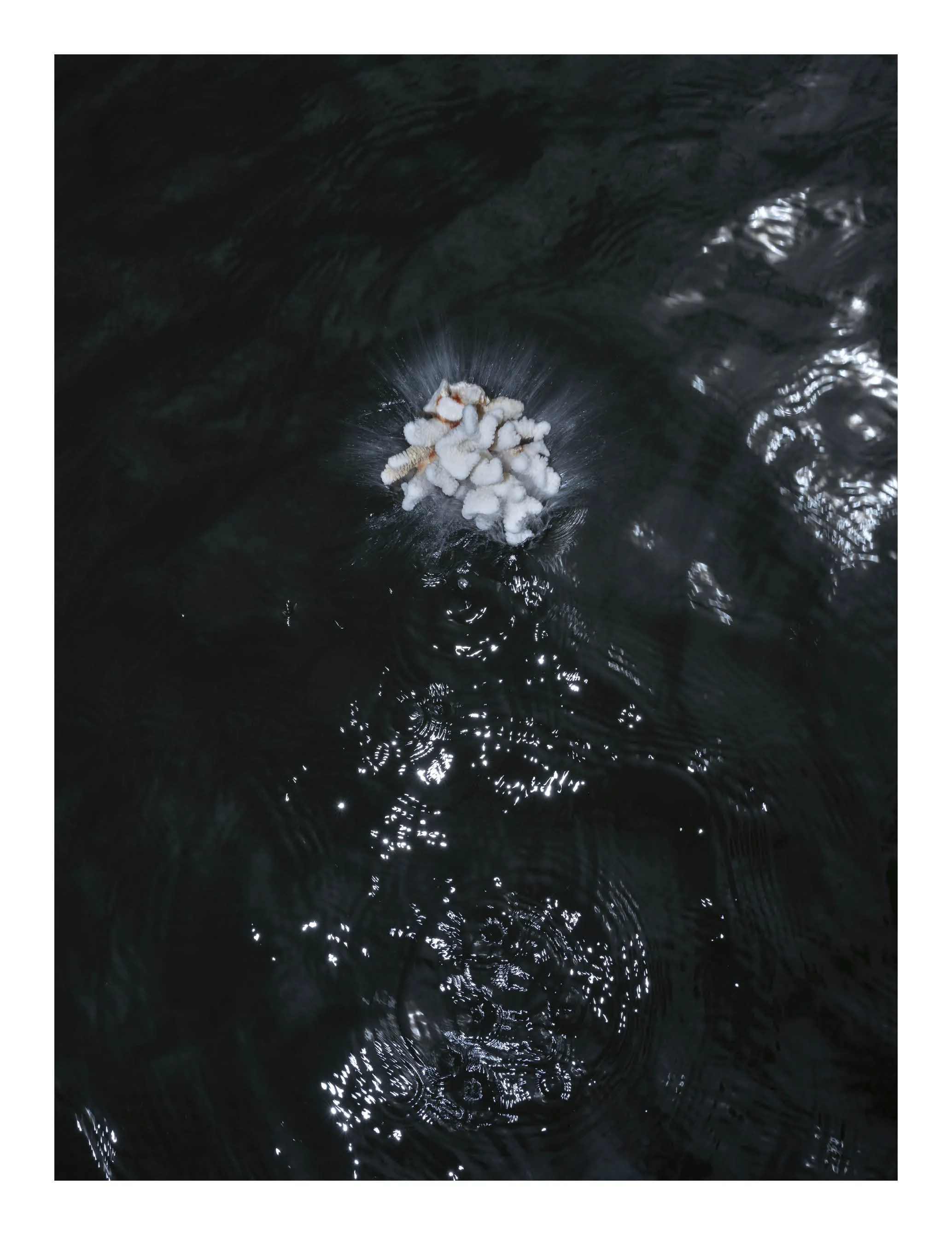 Water swirling in a river or ocean, with light reflections and a small white coral or foam formation in the center.