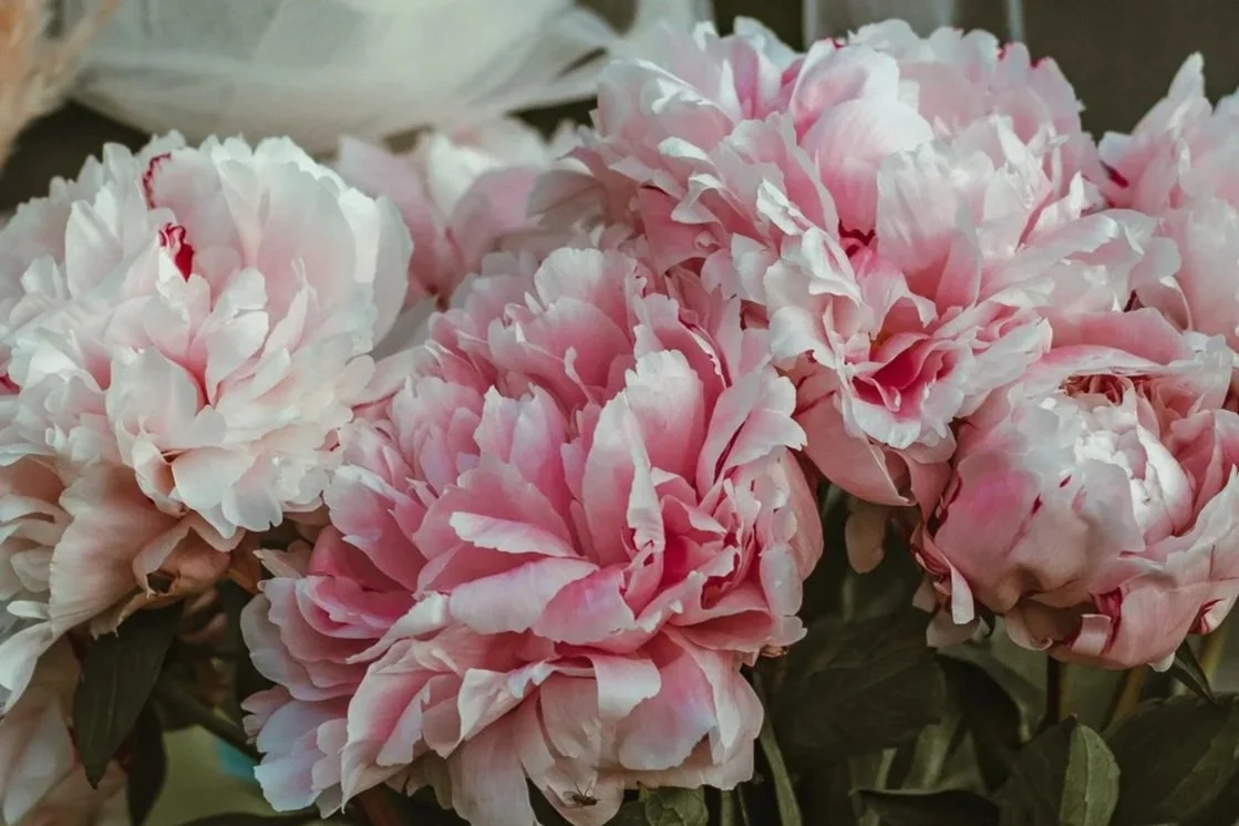 Close-up of pink and white peony flower bouquet for a bride-to-be with a romantic golden arch setup for a romantic surprise proposal in Liechtenstein and Switzerland.