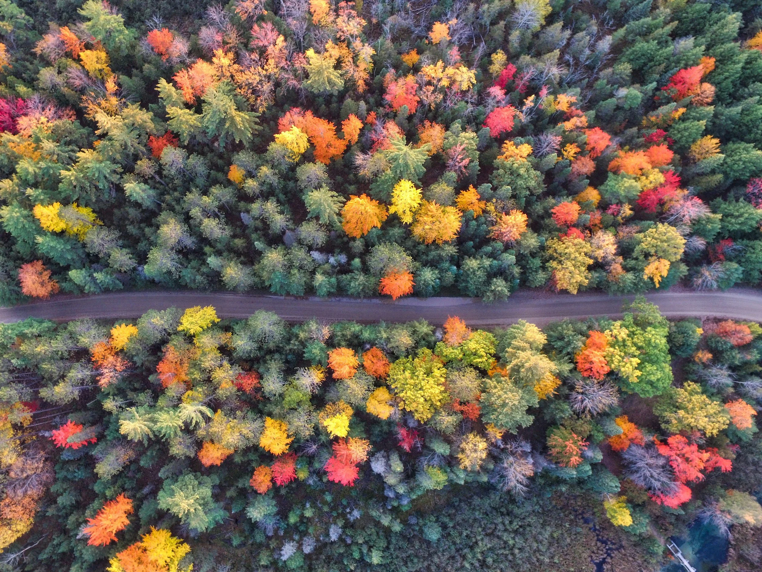 An aerial view of a road running left to right through a forest.  It's autumn and the treetops are different shades of green, yellow and orange.