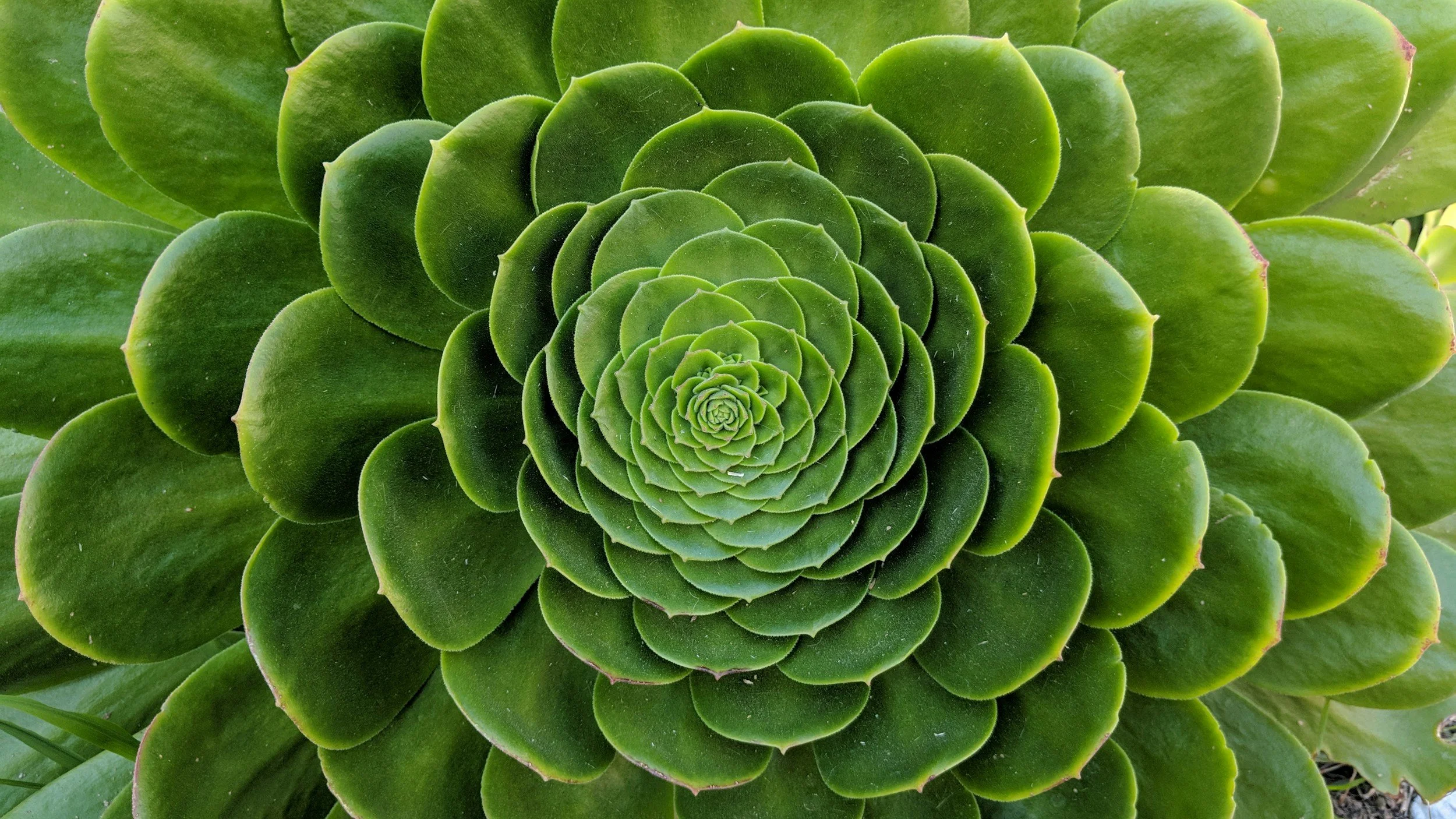 the centre of a green succulent plant, with the leaves spiralling round forming a fractal shape