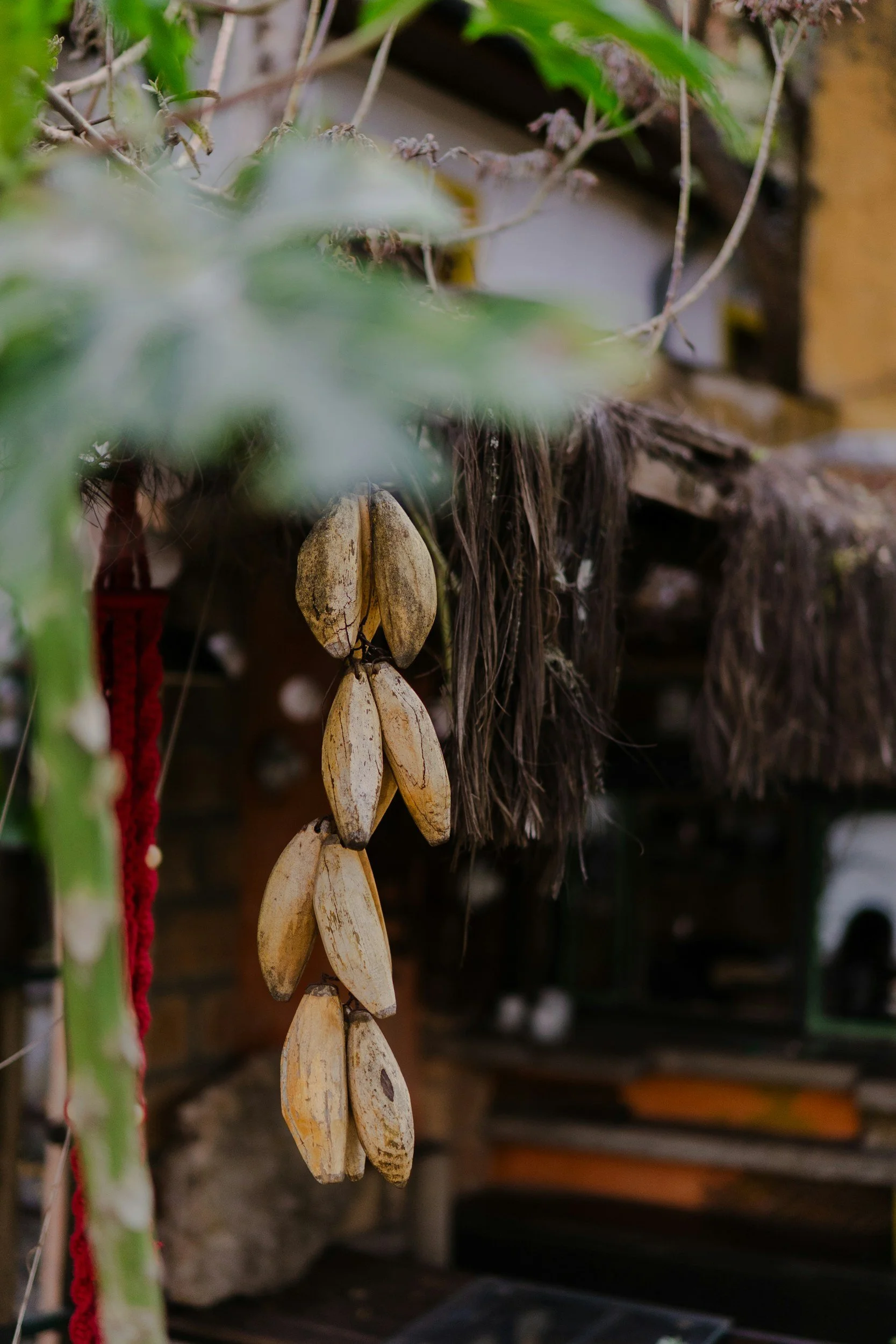 Close-up of hanging dried seed pods or shells, possibly from a plant, with green foliage and blurred background.