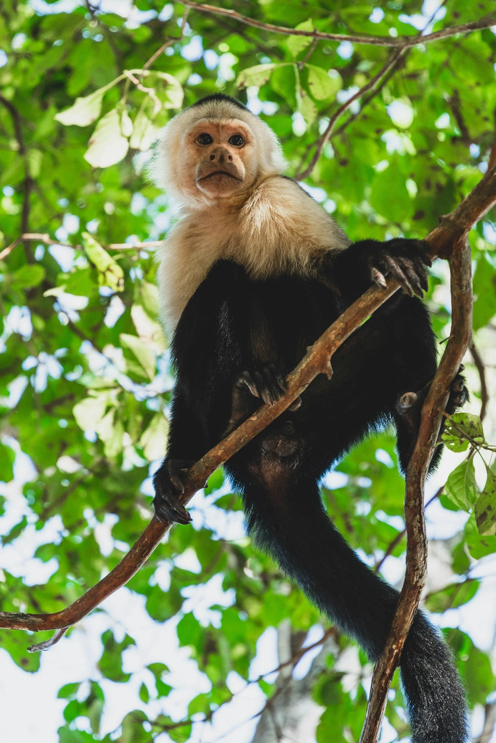 Costa Rica is home to Capuchin monkeys. Costa Rica Medical and Dental Concierge coordinates your care with the best medical and dental professionals and we coordinate your fun with the best tour operators in Costa Rica