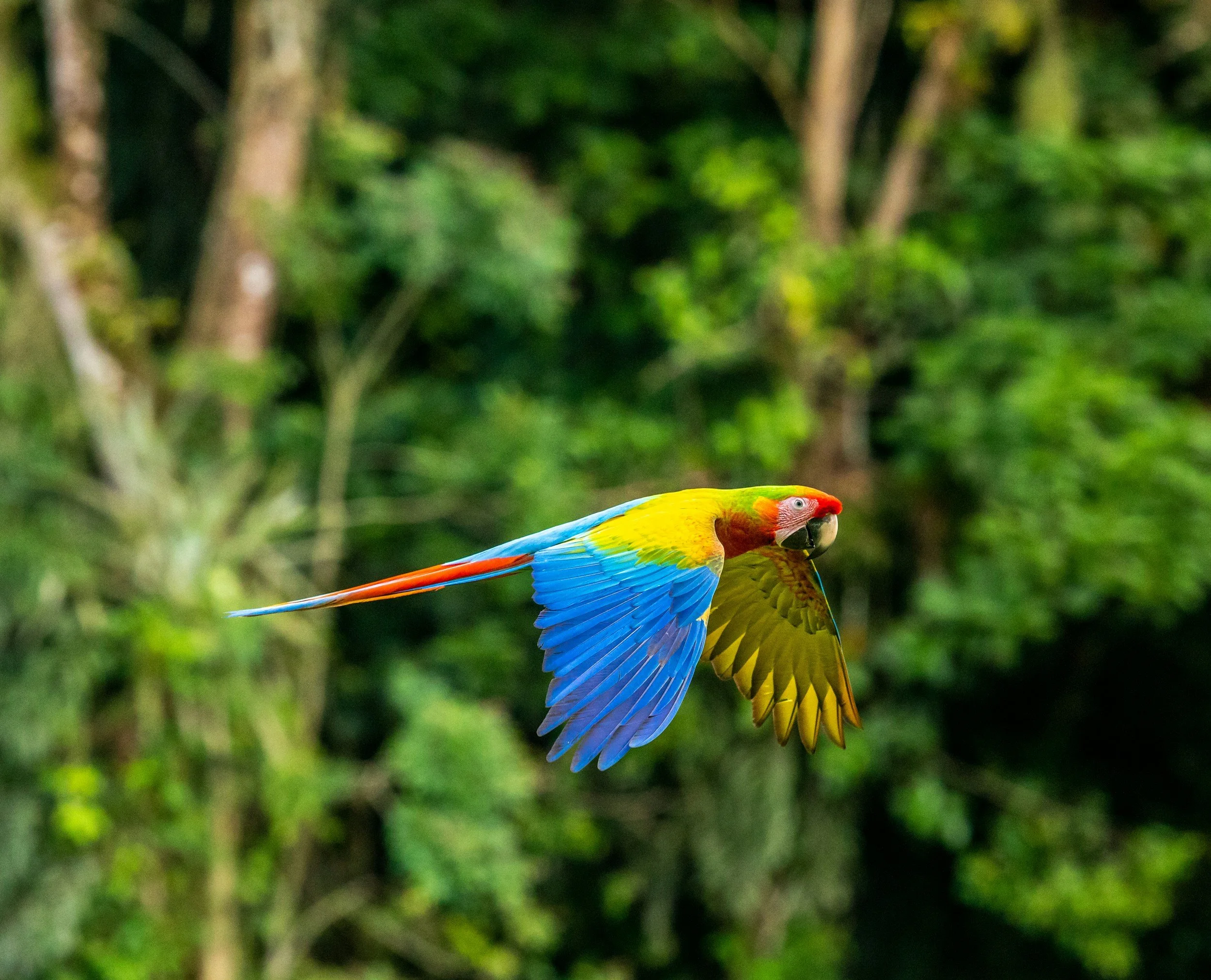 Costa Rica is home to Scarlet Macaws.