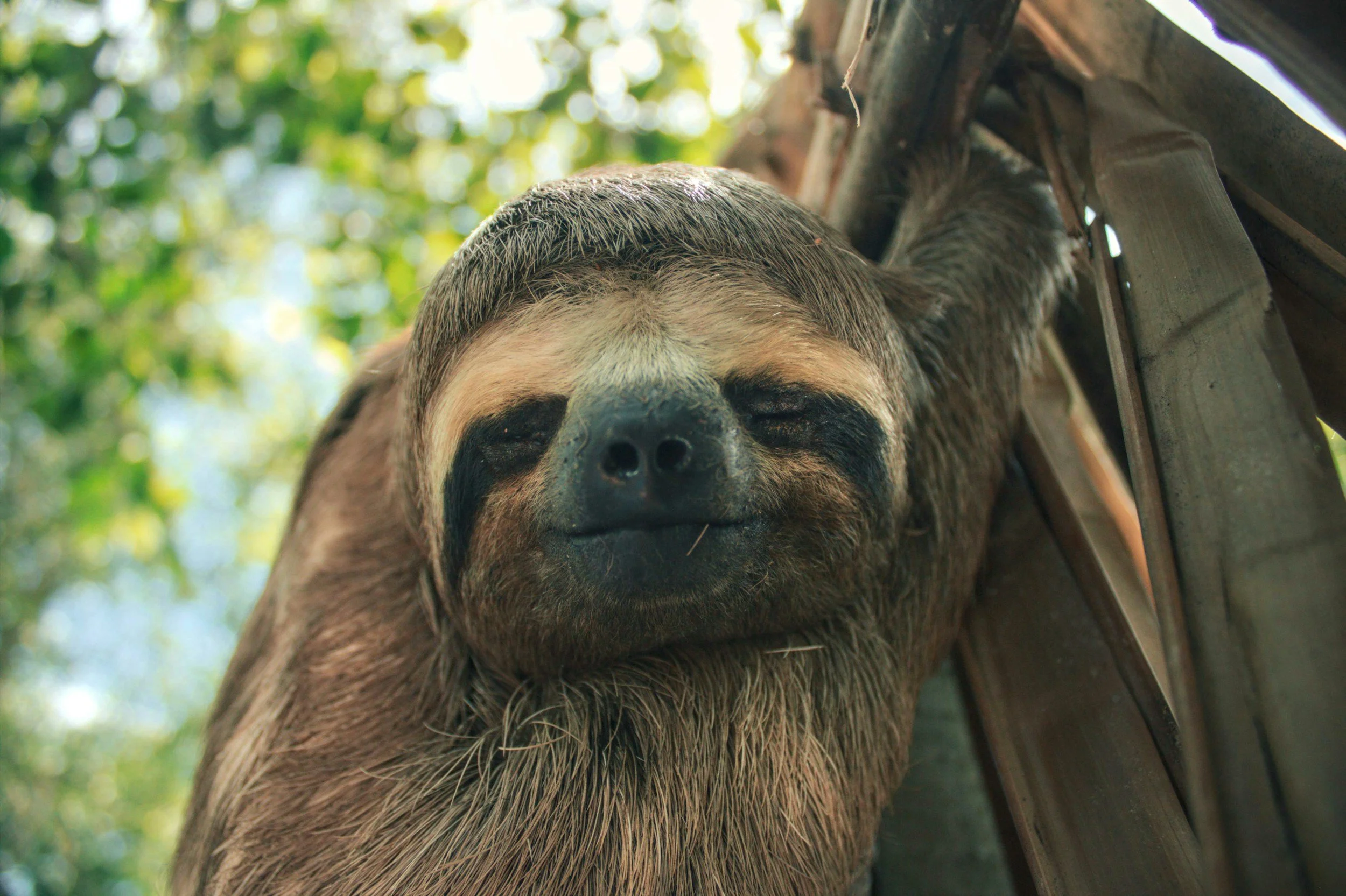 Costa Rica is home to thousands of sloths. Travel with Costa Rica Medical and Dental Concierge and come see the sloth after your medical care