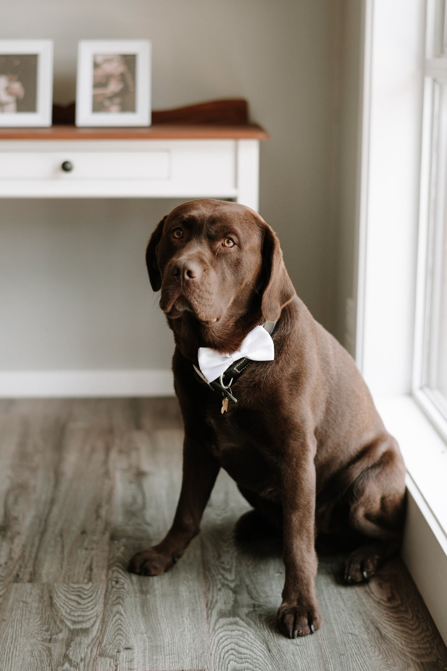 A brown Labrador retriever wearing a white bow tie, sitting on a hardwood floor in front of a white wall and a window, with a white dresser and framed photos in the background.