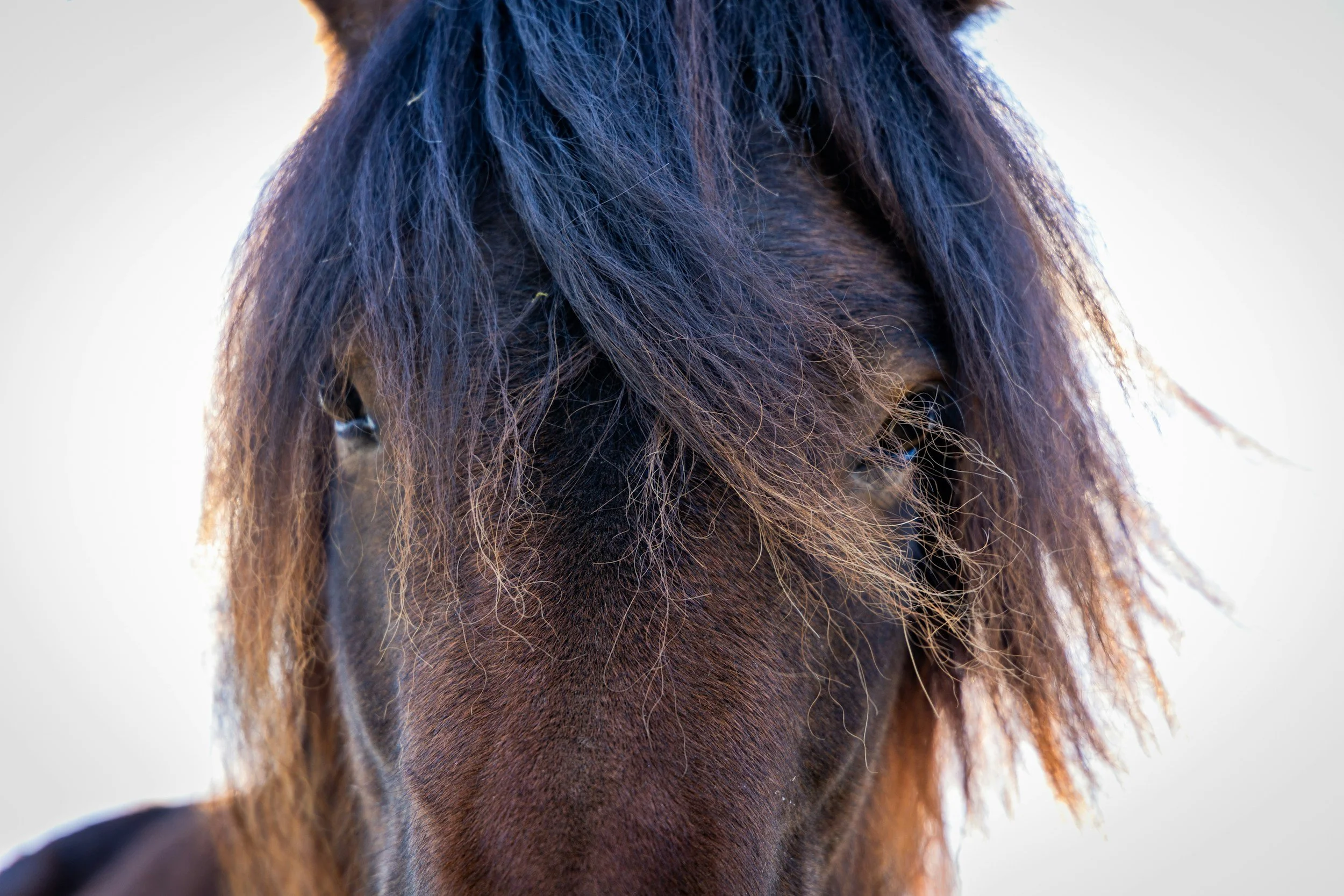 Equine Therapy