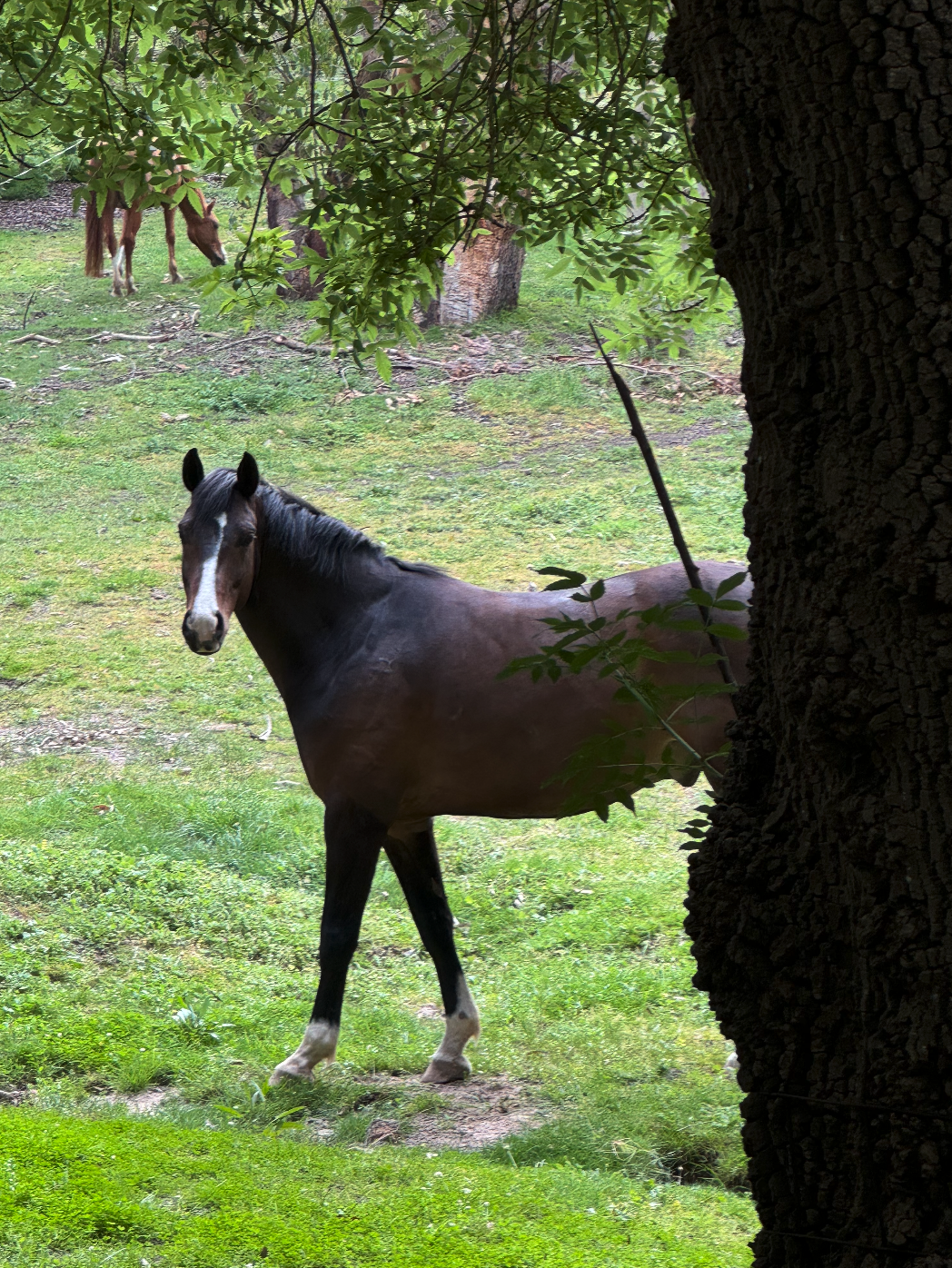 A black and white horse standing behind a tree, with two brown horses grazing in the background in a grassy area with trees.
