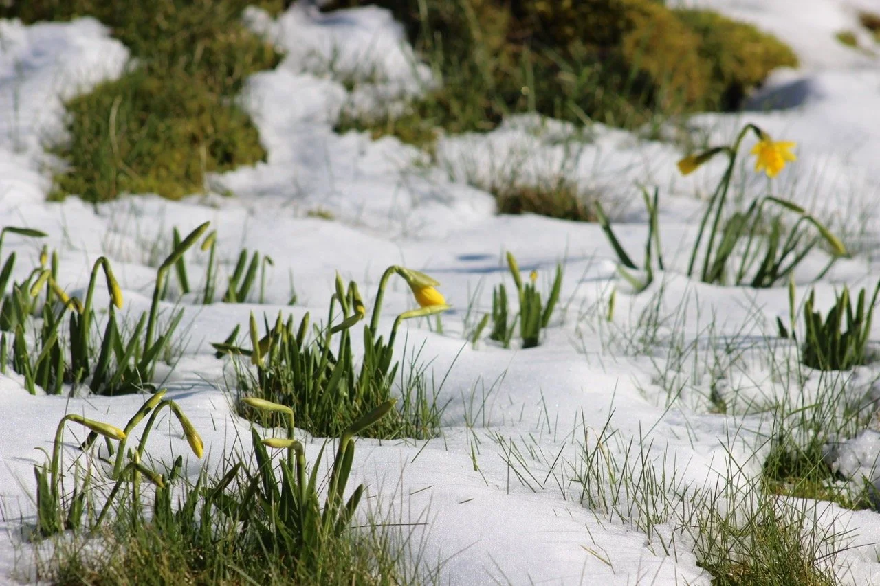 Yellow flowers emerging through snow in a grassy landscape.