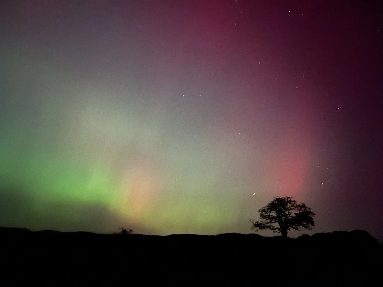 Night sky illuminated with colorful aurora borealis over a silhouette of a lone tree.