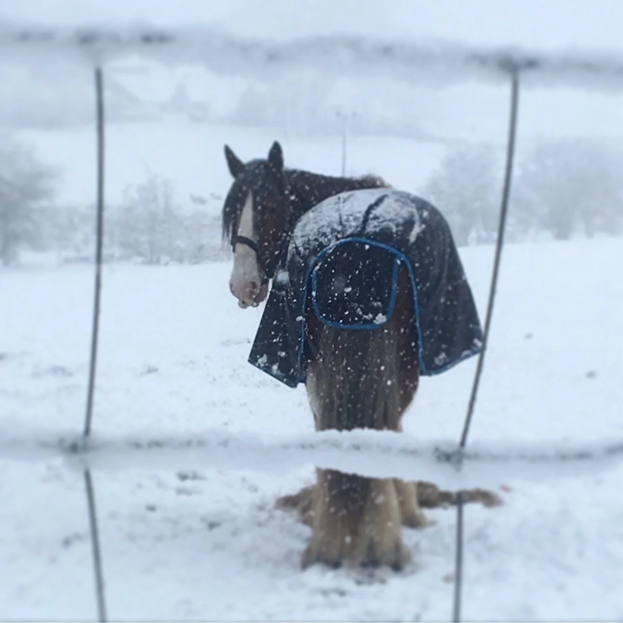 A horse dressed in a blue coat standing in snow, viewed through a wire fence during a snowstorm.