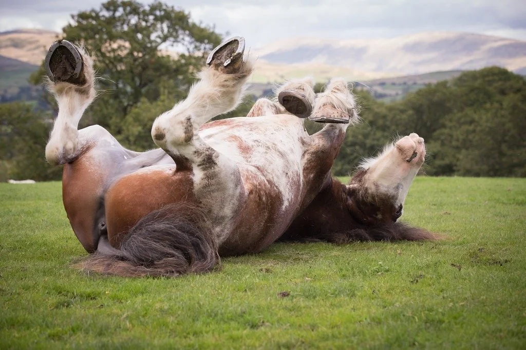A horse lying on its back with legs up in the air on a grassy field, with trees and mountains in the background.