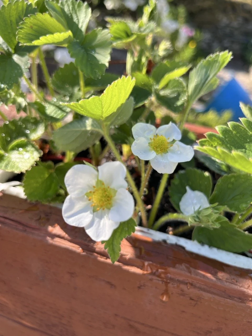 Close-up of strawberry plants with white flowers and green leaves in a terracotta pot, sunlight illuminating the scene.