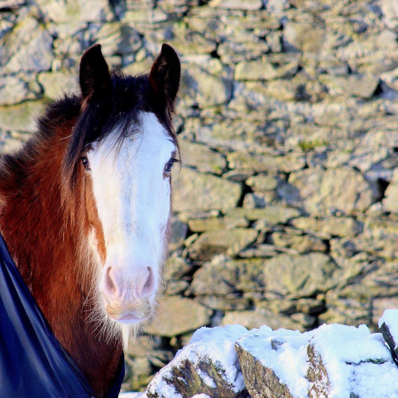 Close-up of a brown and white horse standing outdoors in front of a stone wall, with snow on the ground in front of it.