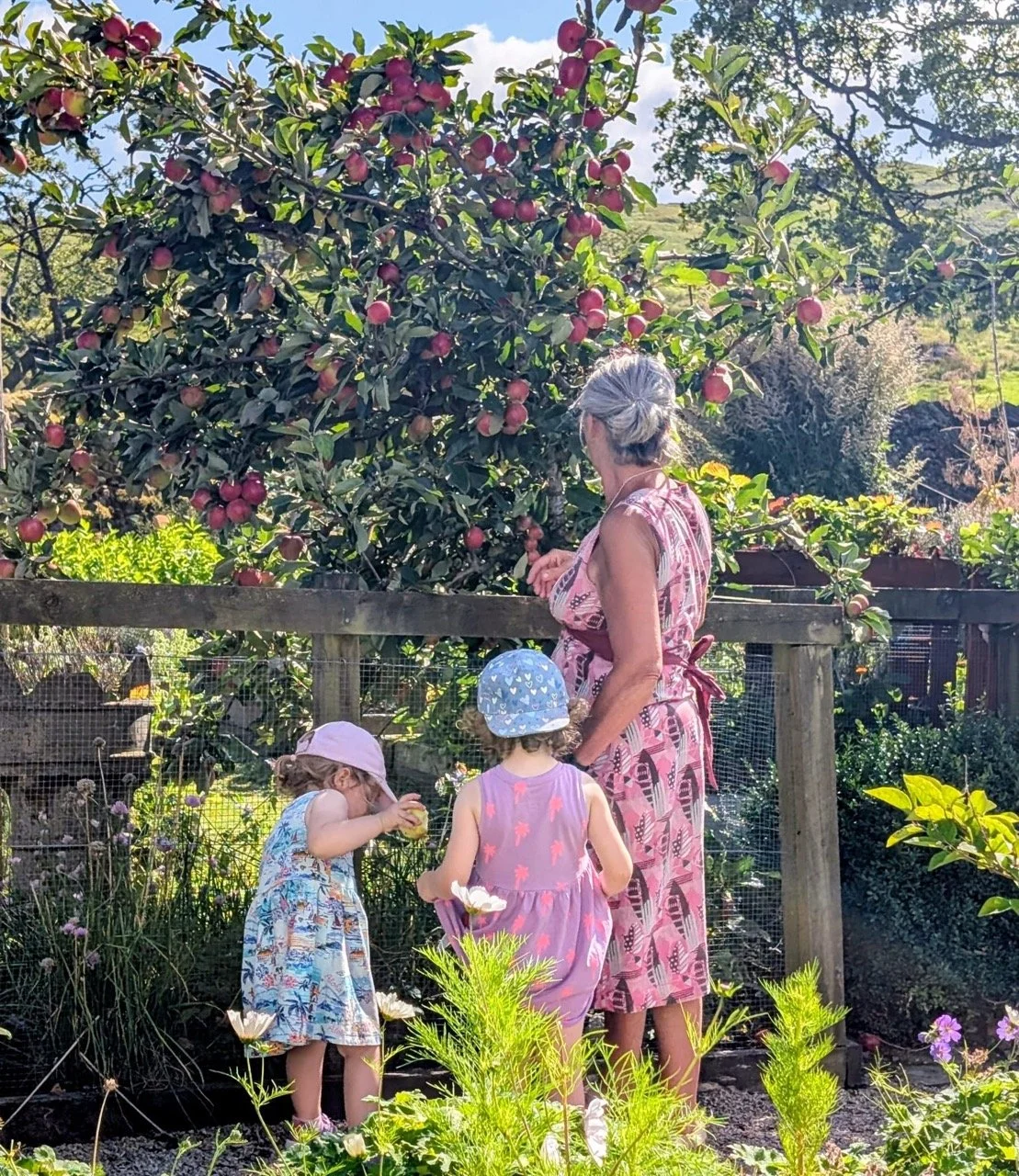 A woman and two young girls picking apples in an orchard on a sunny day.