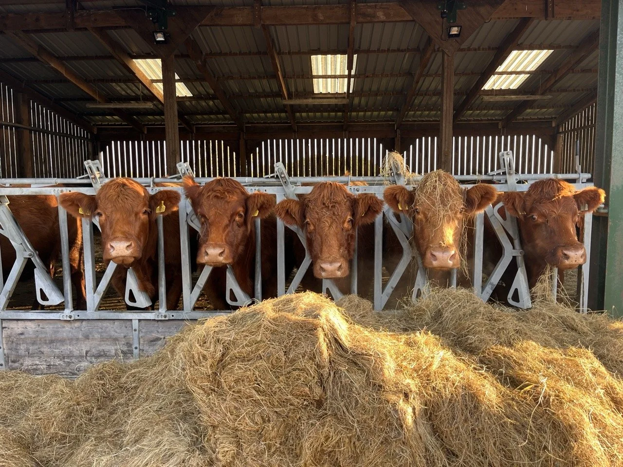Five brown calves standing in a barn behind a metal feeding barrier with hay in front of them.