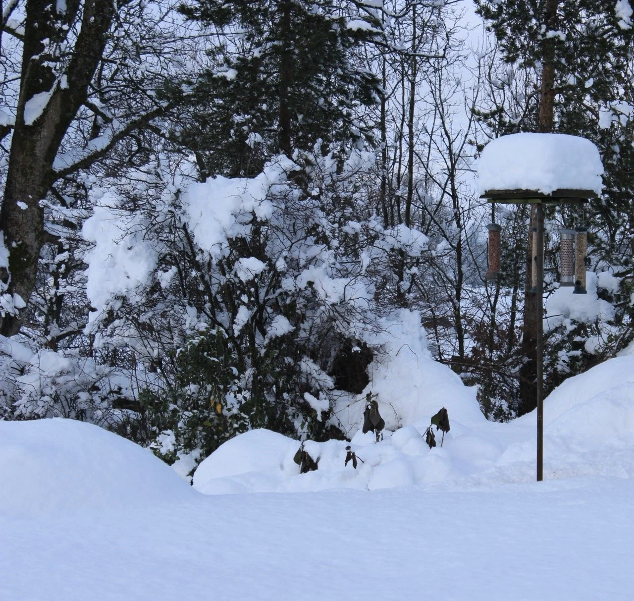 Snow-covered birds with a bird feeder stand in a winter landscape, surrounded by snow-laden trees and bushes.