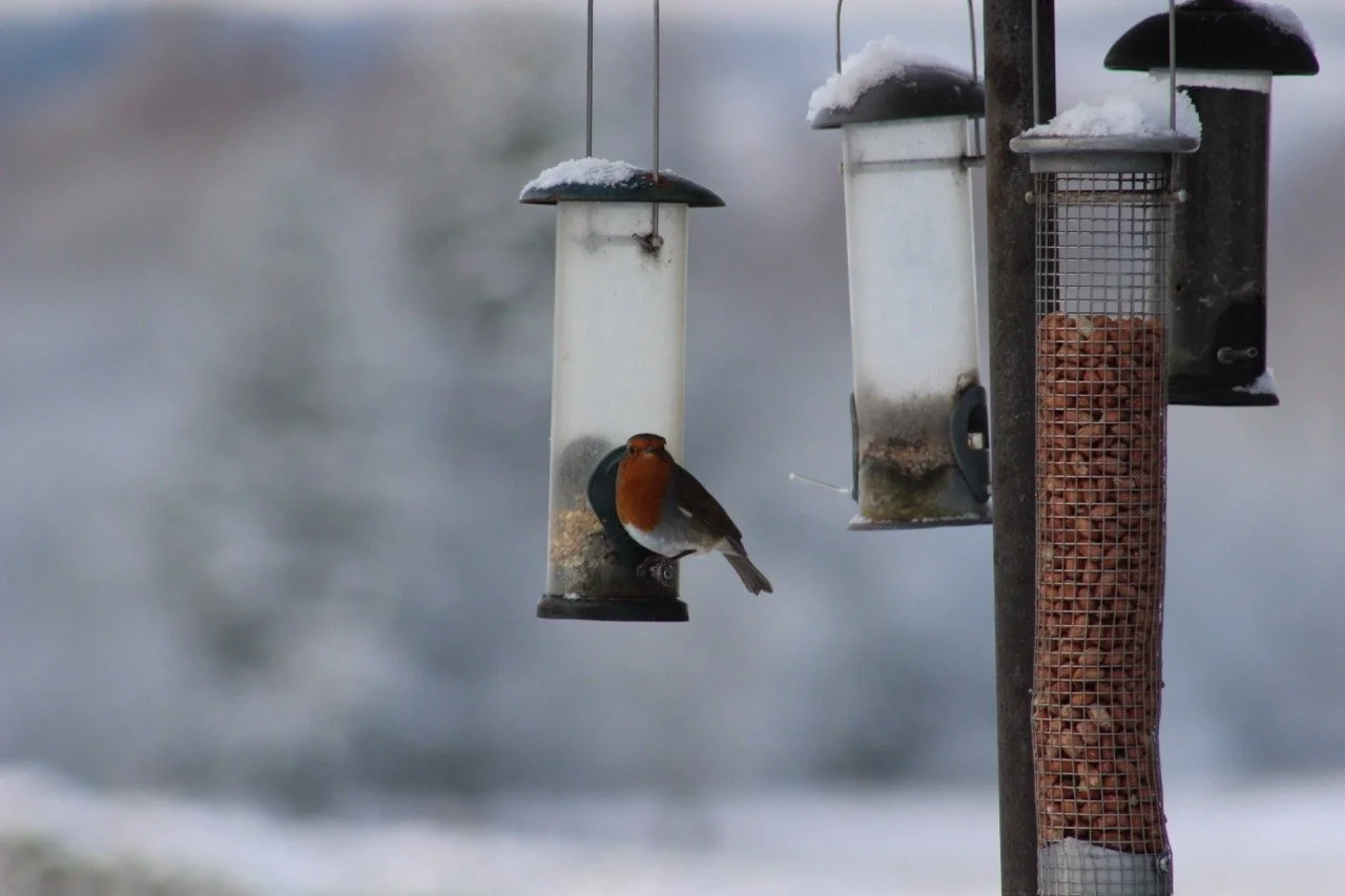 A small bird perched on a bird feeder filled with birdseed, with more bird feeders hanging nearby, set against a blurred background of snow and winter landscape.